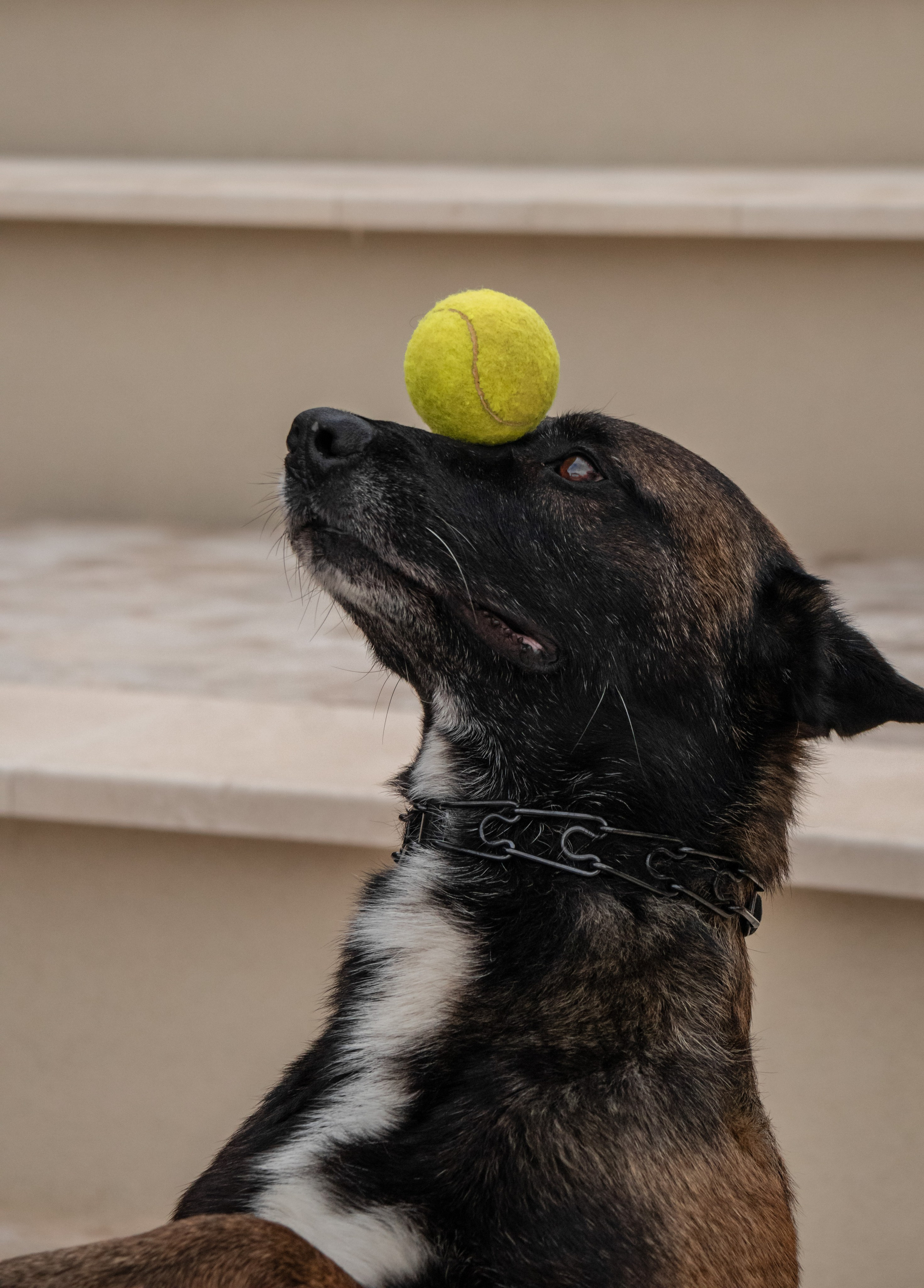 Photoshoot with a dog in Montenegro. Portrait photographer in Tivat Montenegro Katerina Kirsanova
