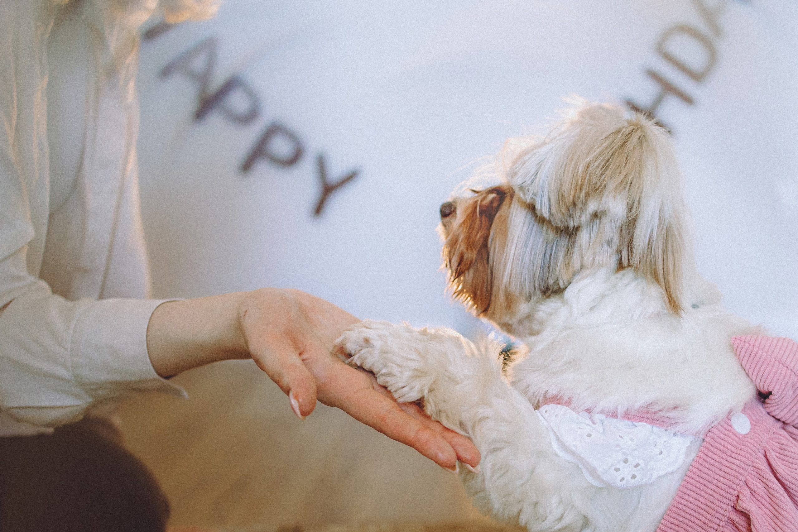 День Рождения Шу