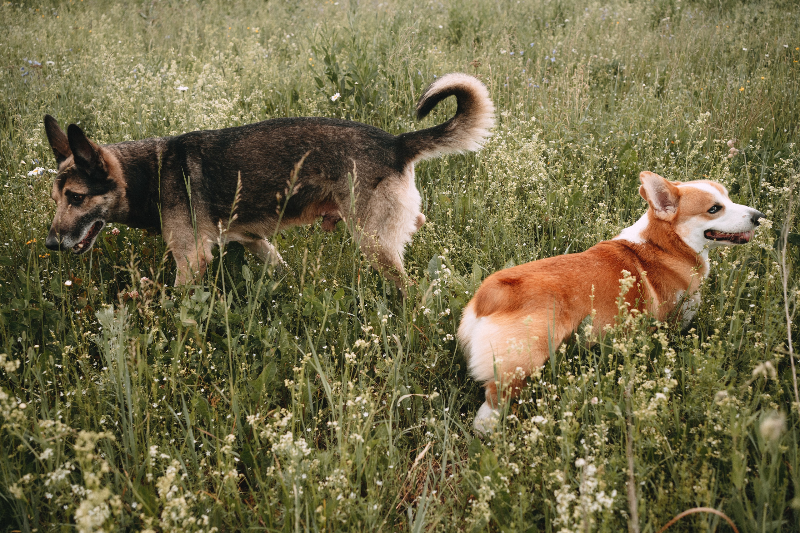Алсу, Саша, Нага и Тако. Фотограф-анималист Анастасия Большакова