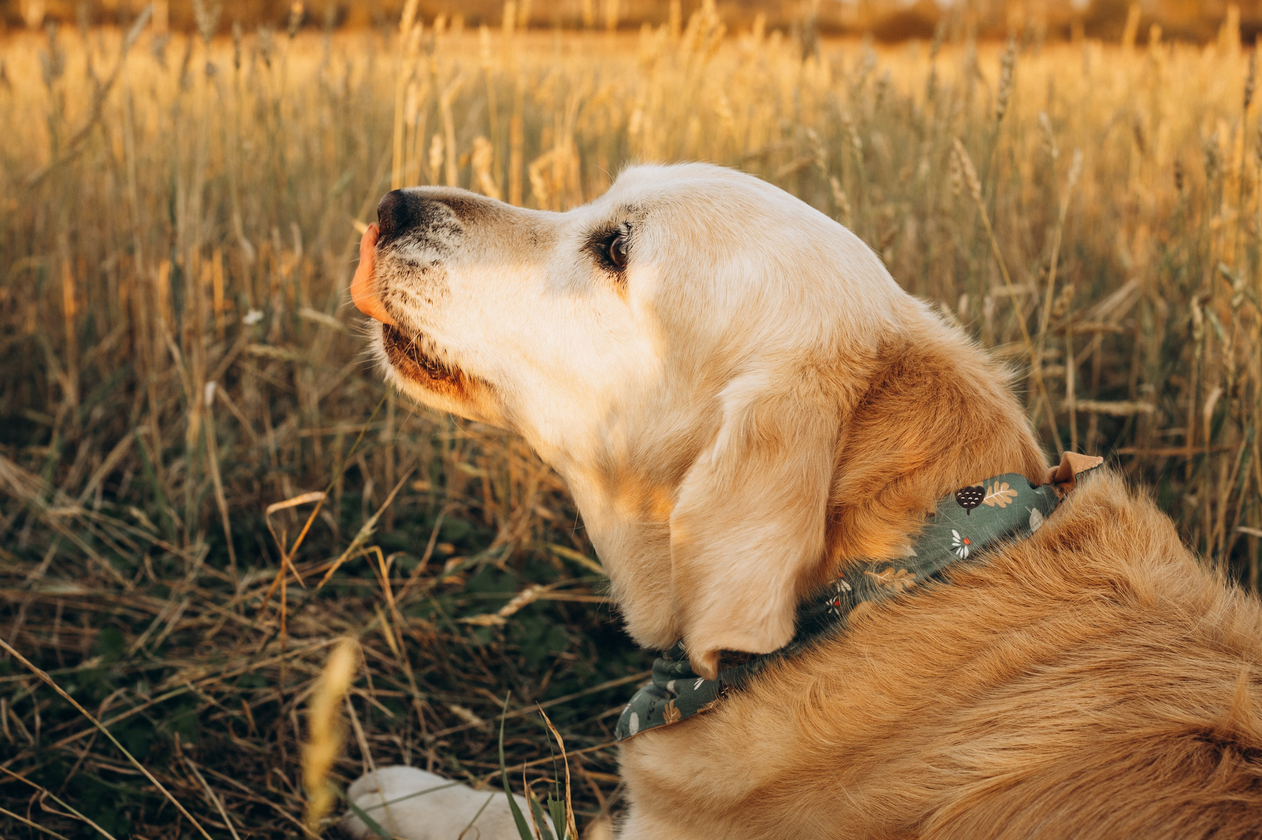Дарья, Люба и Ред. Фотограф-анималист Анастасия Большакова