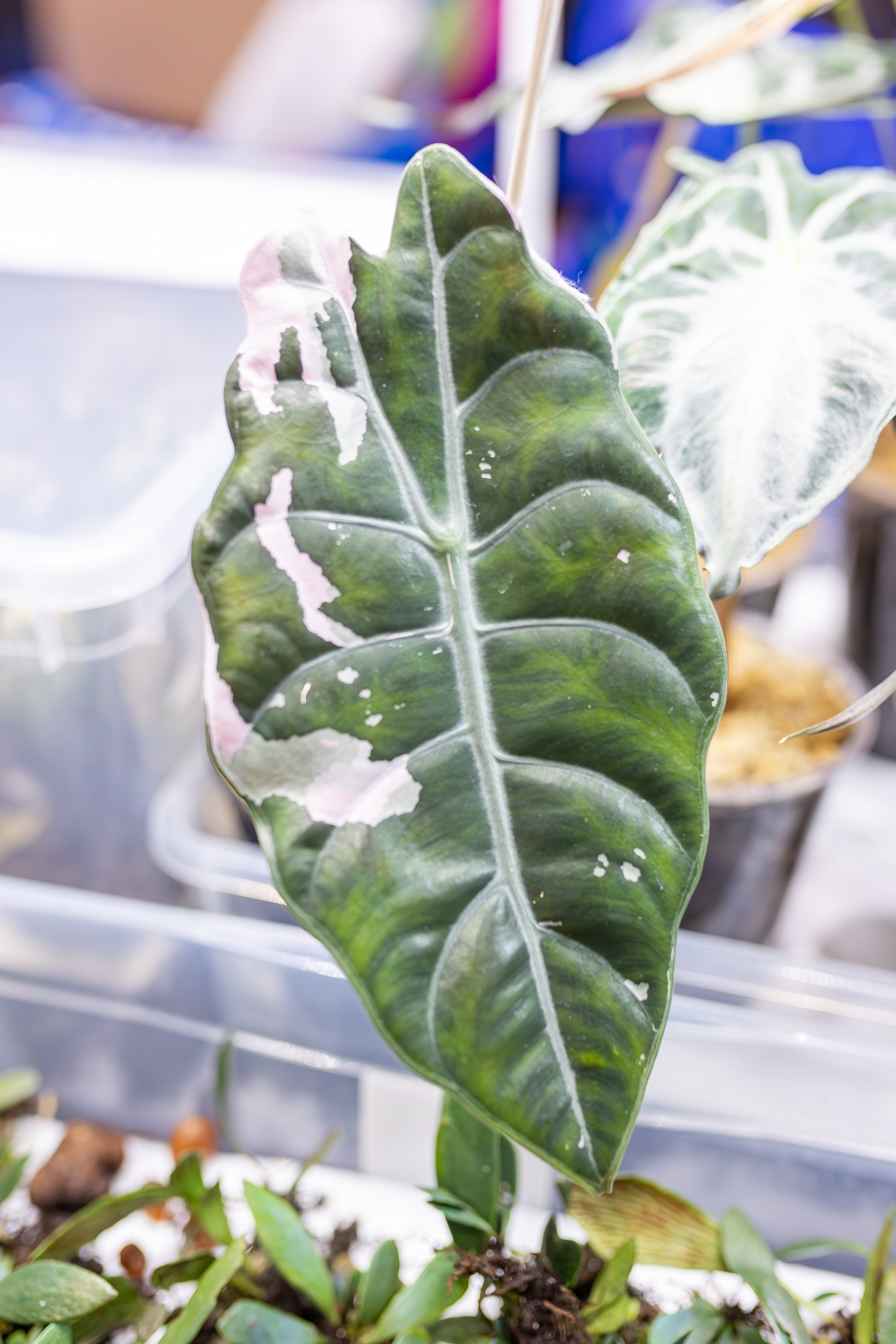 Монстериум апрель 2026. Александра Куликова фотограф, Москва