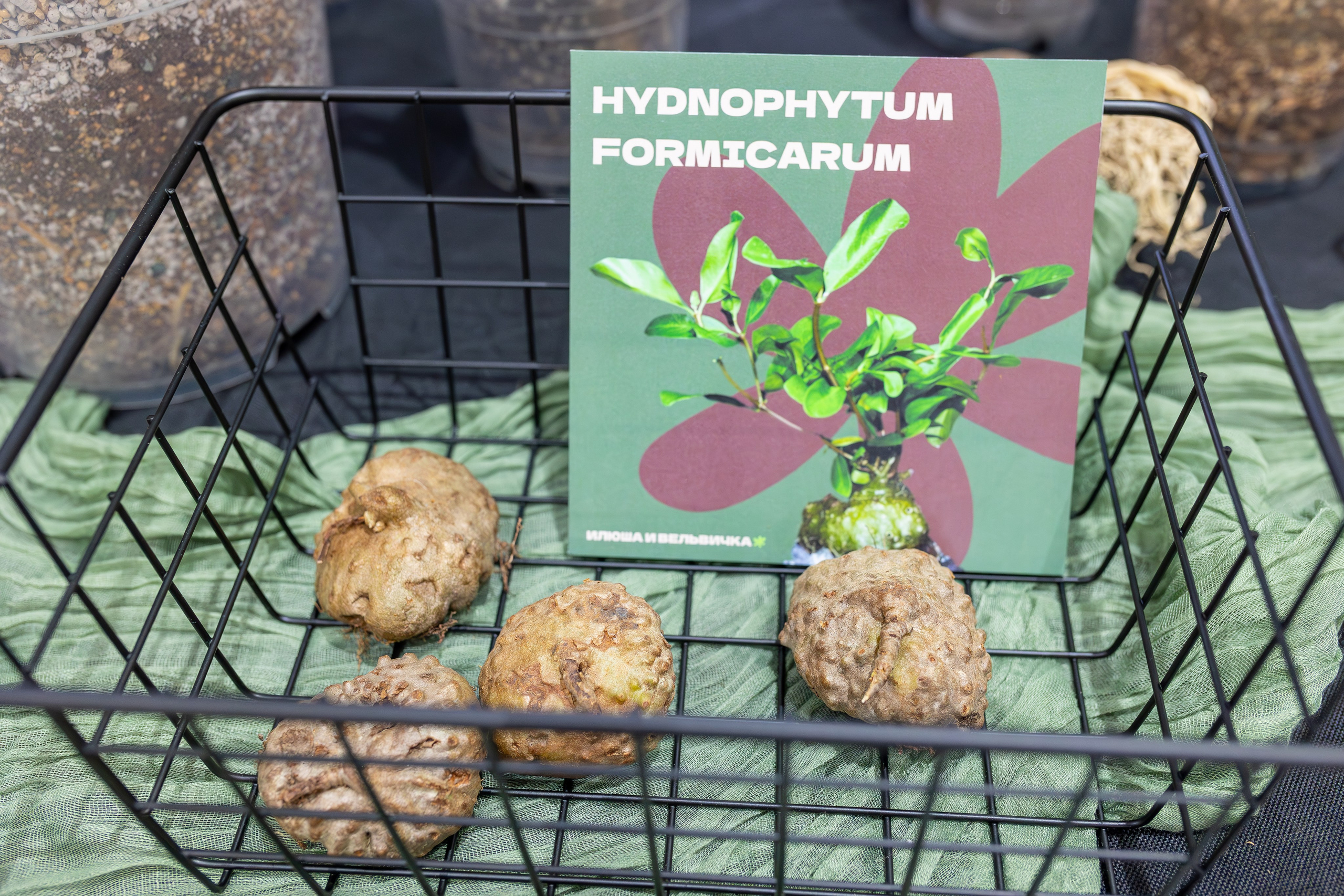 Монстериум 11–12 октября. Александра Куликова фотограф, Москва