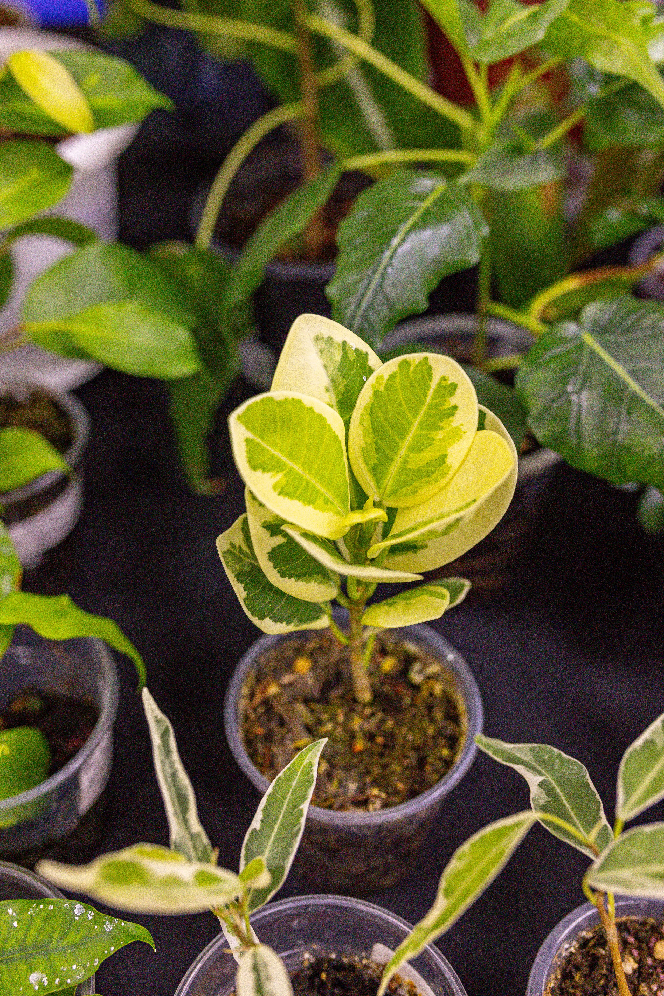 Монстериум 11–12 октября. Александра Куликова фотограф, Москва