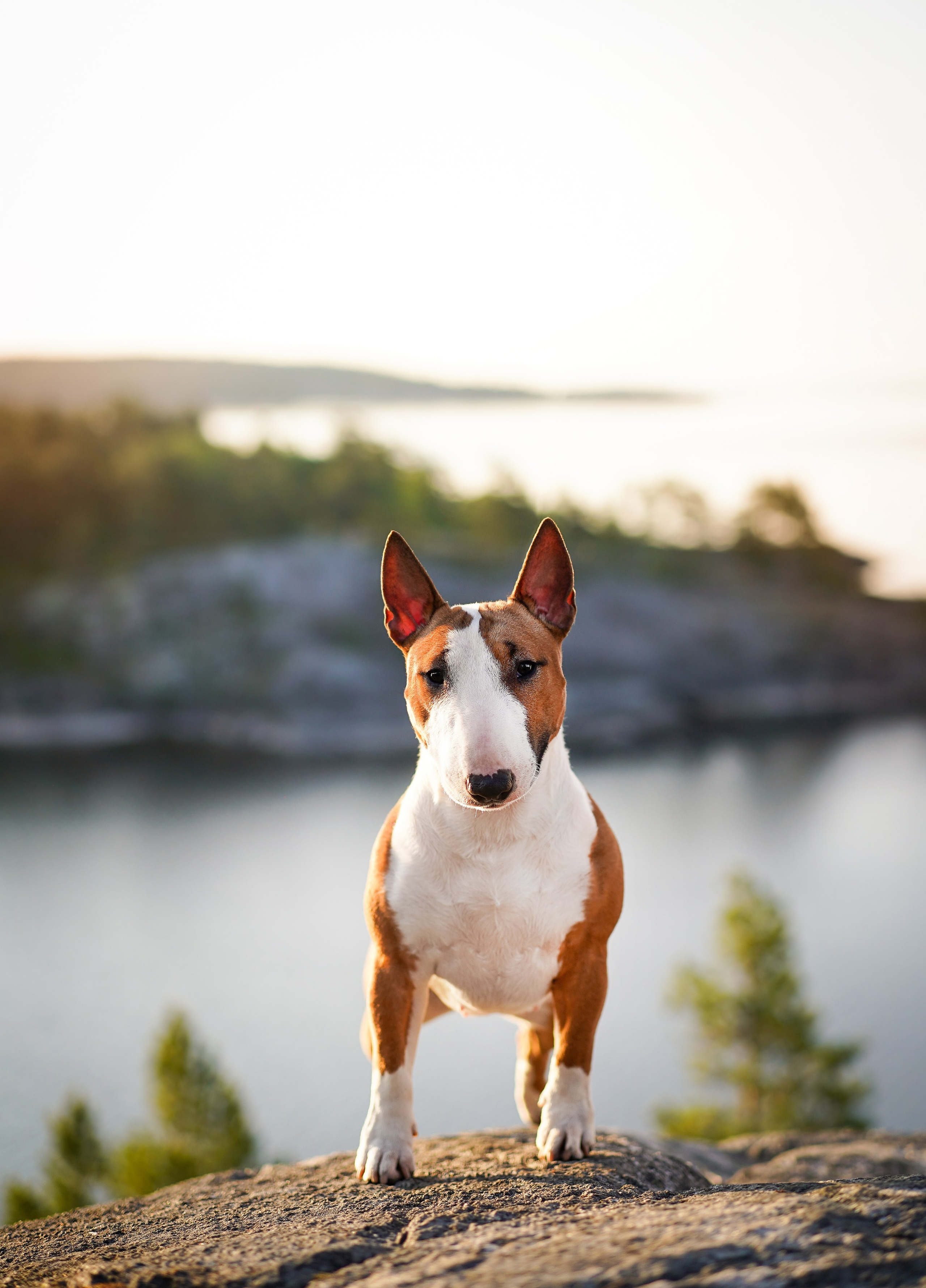 Таисия и Тамагочи. Фотограф-анималист в Санкт-Петербурге Яна Мартынова