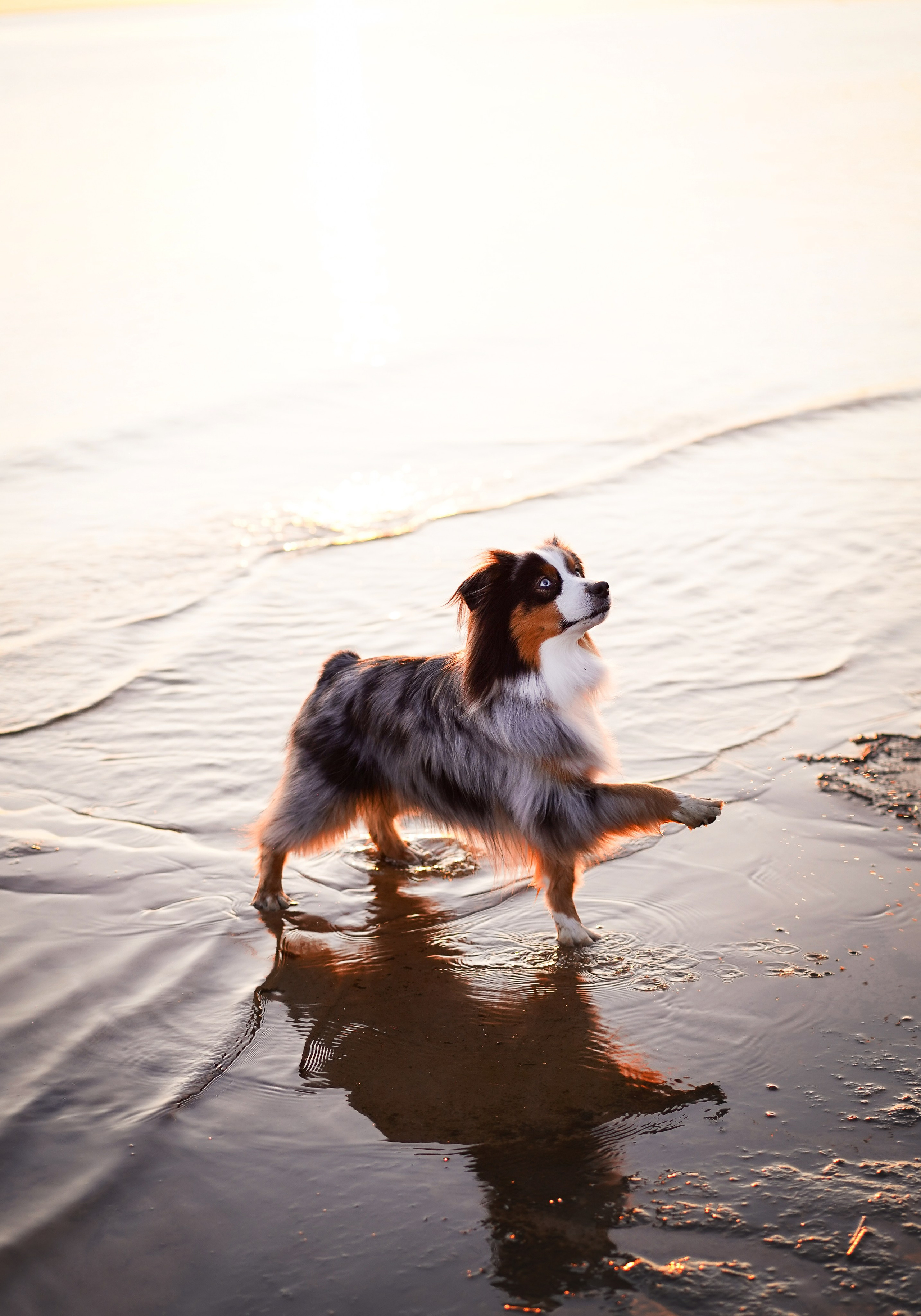 Алиса и Джокер. Фотограф-анималист в Санкт-Петербурге Яна Мартынова