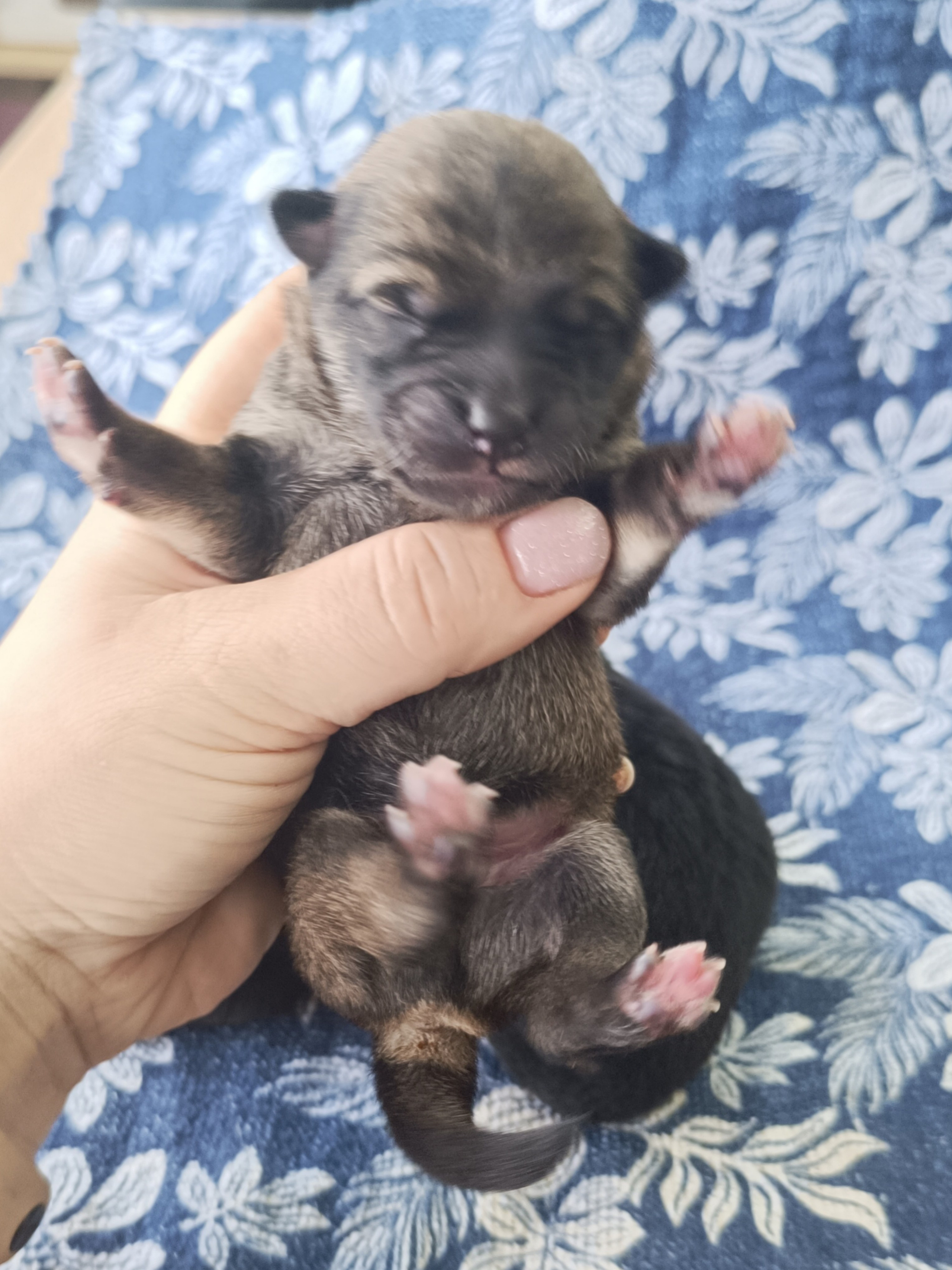 сиба питомник Рубилайт щенки на продажу rubylight  сиба щенки купить СПб Санкт-Петербург 