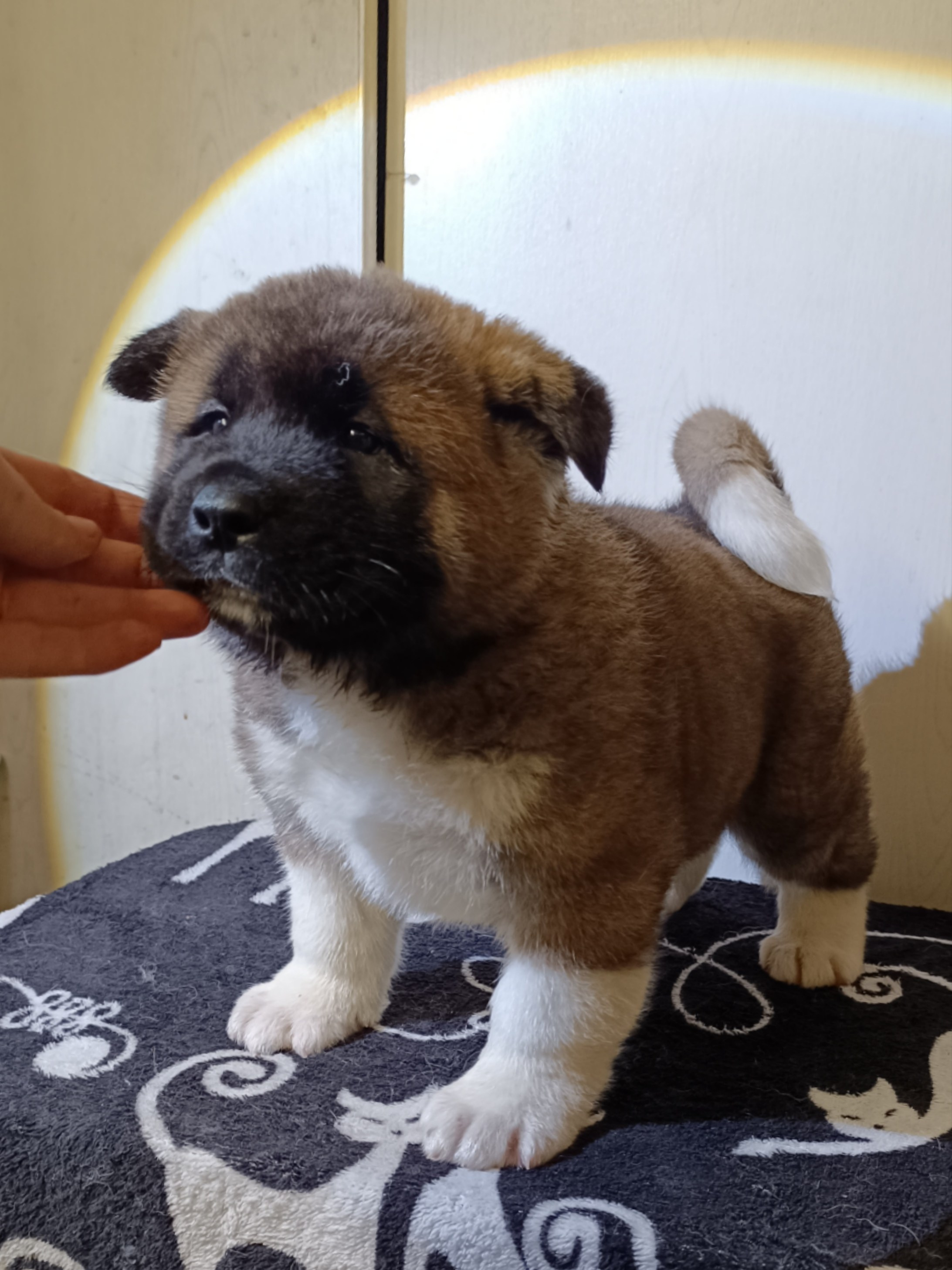 Rubylight Cirrus. Американская акита I Сиба ину I Питомник RUBYLIGHT