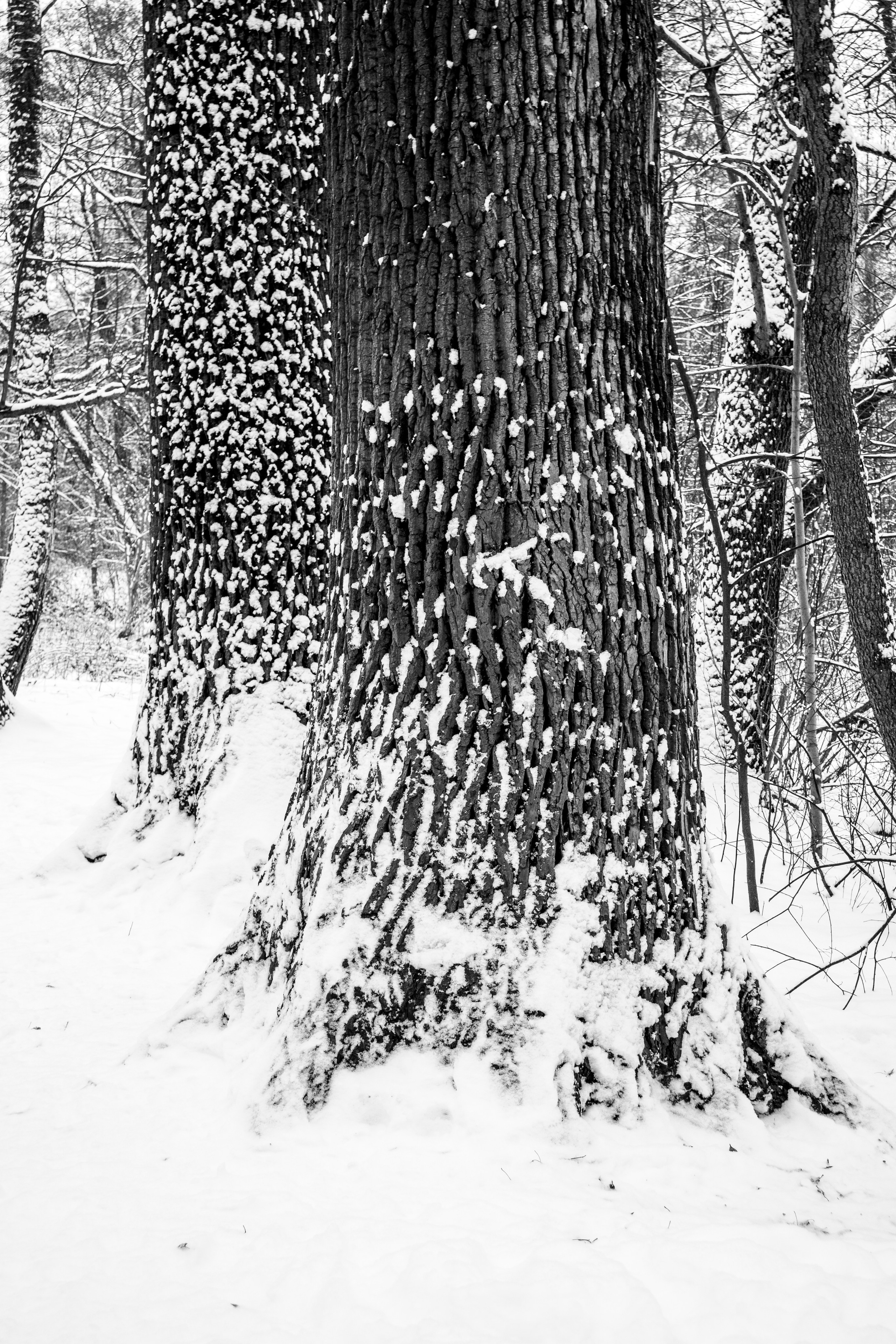 Декабрь. Портретный и архитектурный фотограф в Москве и Санкт-Петербурге