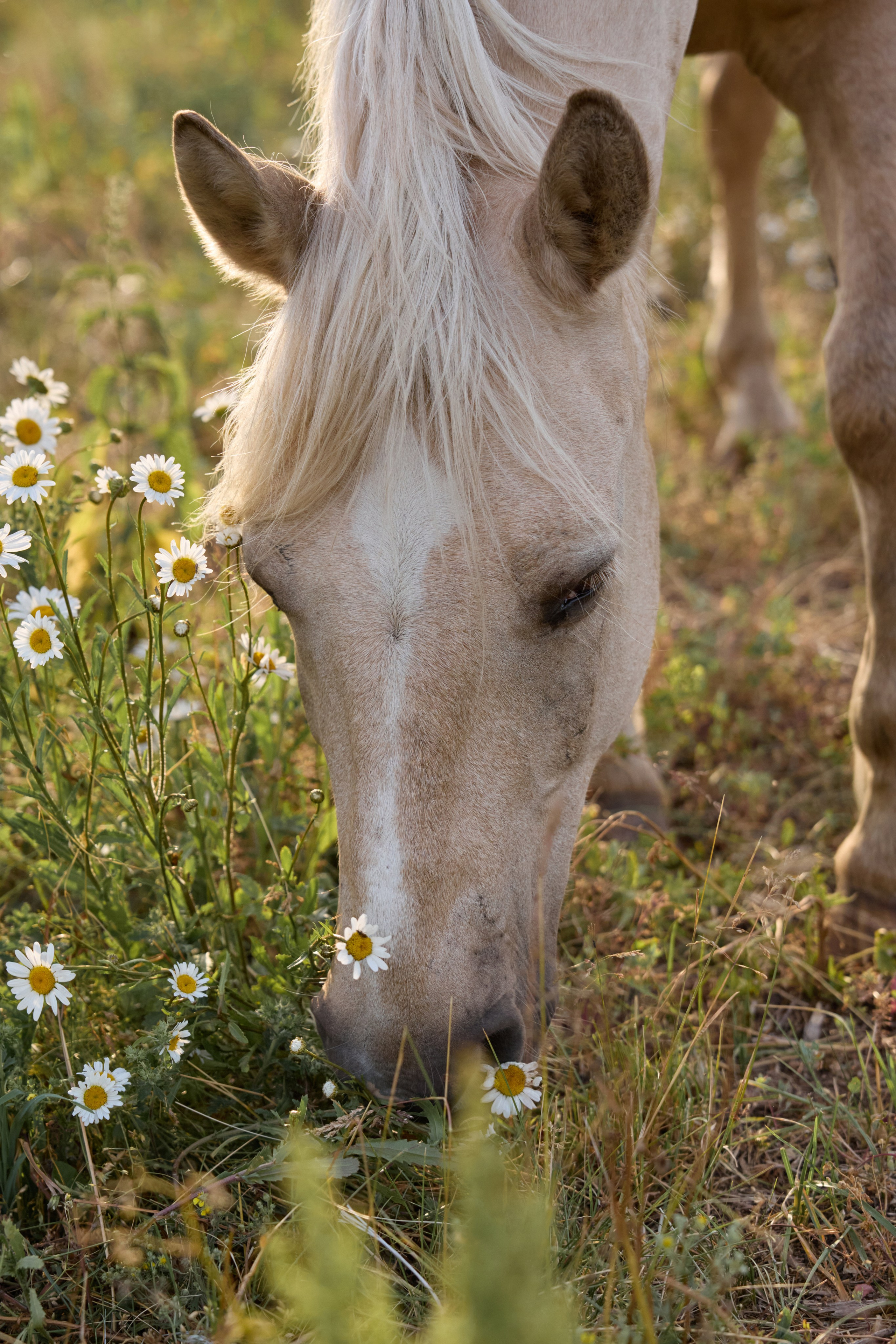 Светлана и Ветер. Фотограф анималист в Казани Алина Сулейманова. Фотограф животных