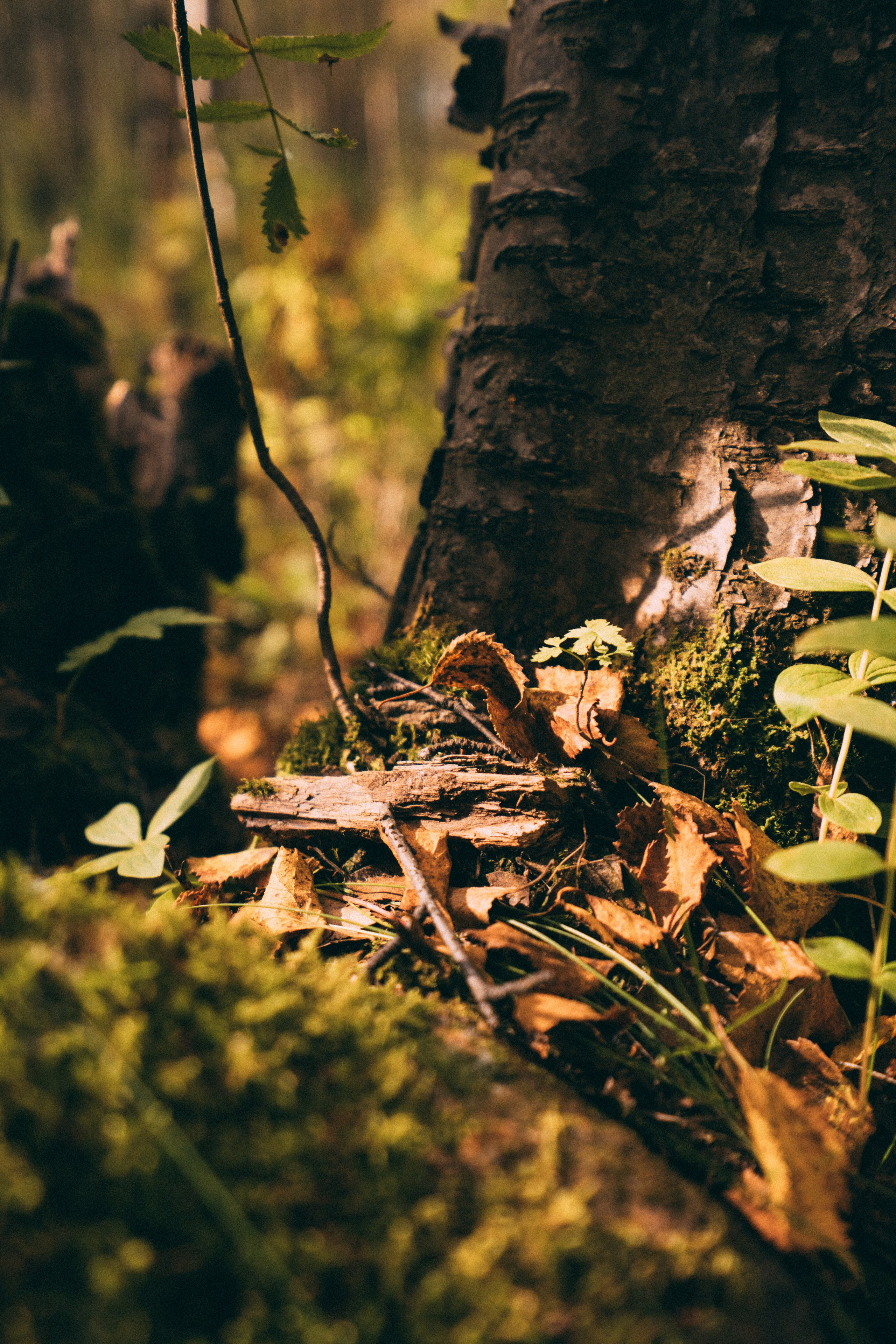 Мурманск. Фотограф Алиса Аспер