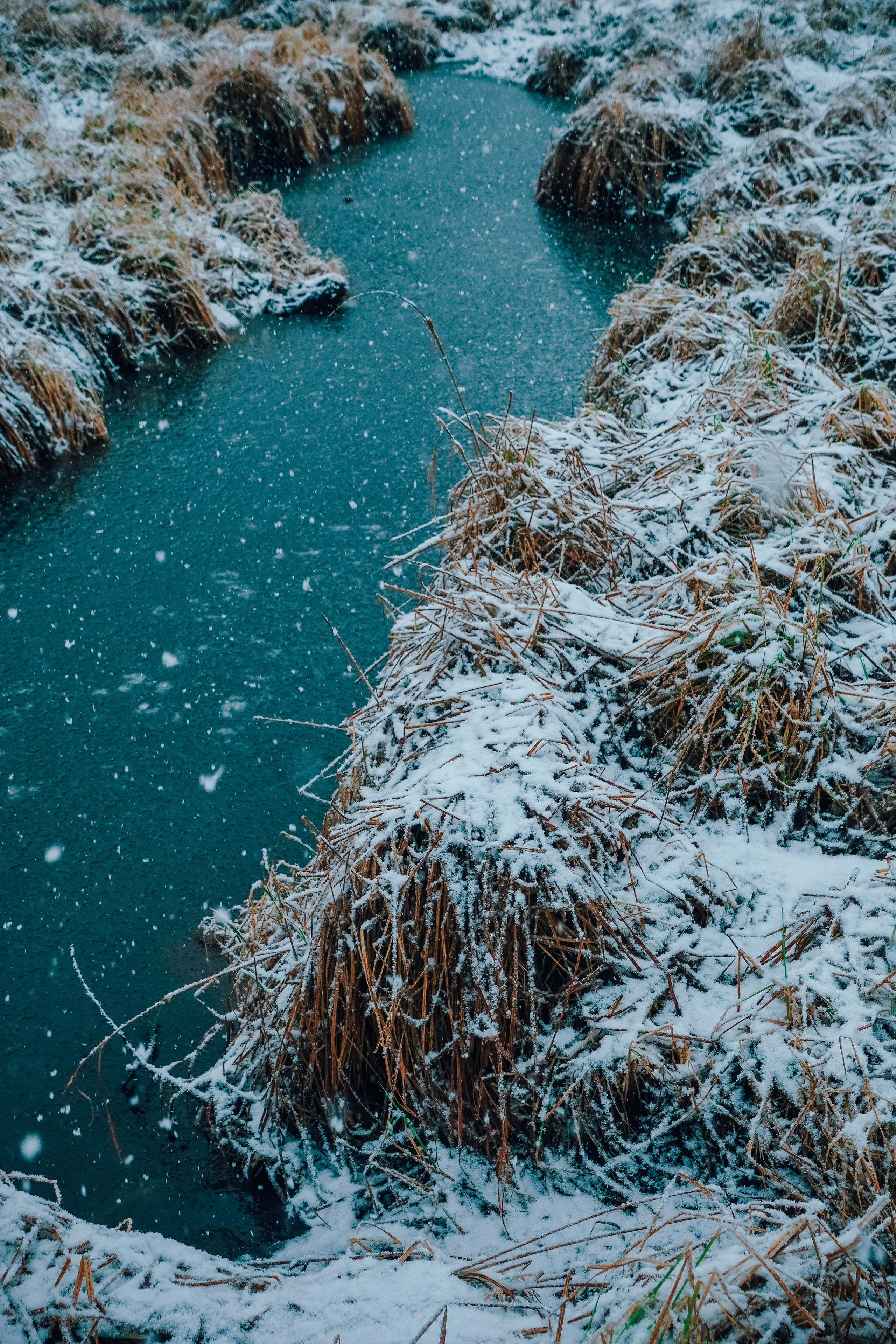 Пленишник. Фотограф Алиса Аспер