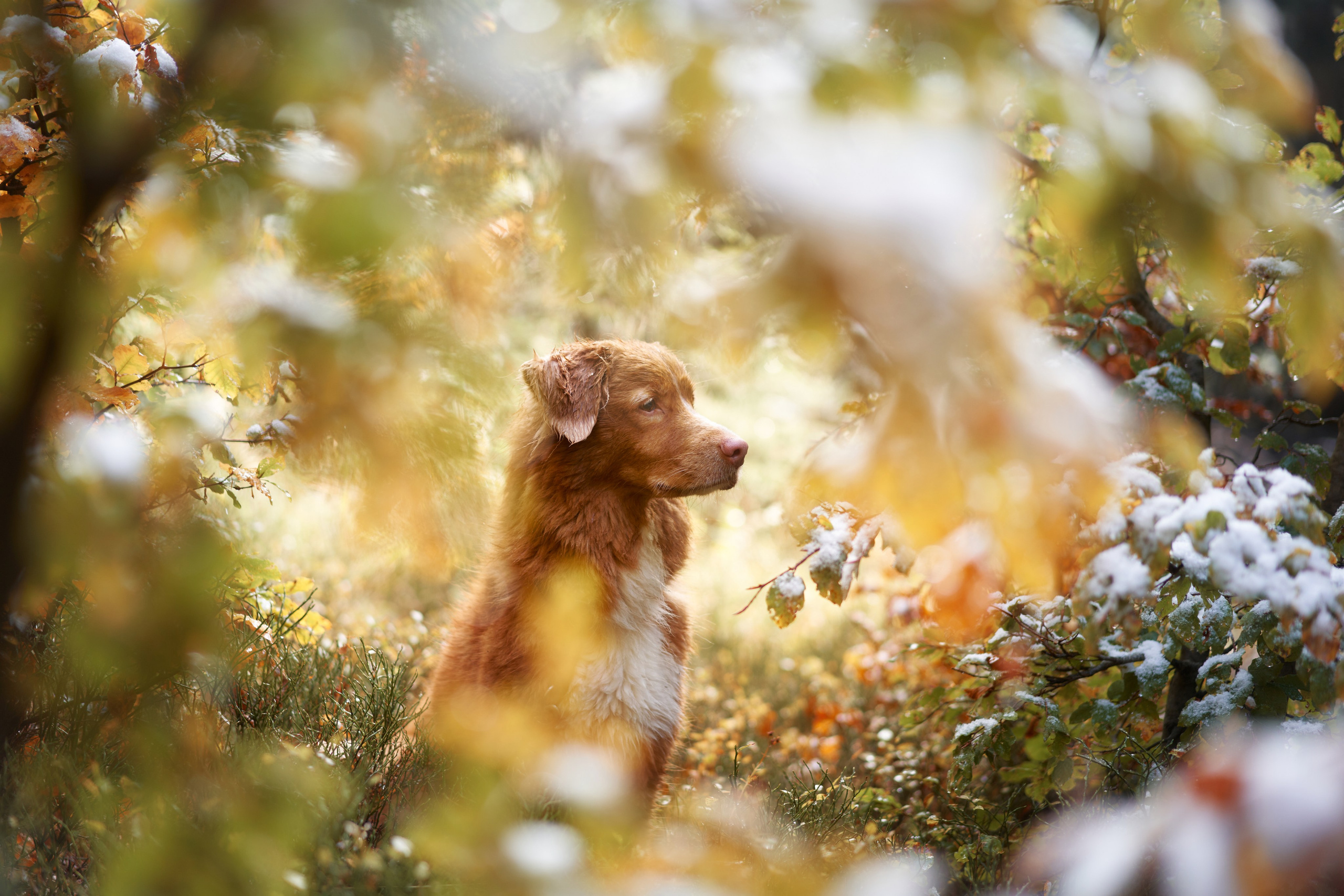 Photo of dogs in nature. landscape with dog. Dog photographer Averianova Anna — Art photography of dogs
