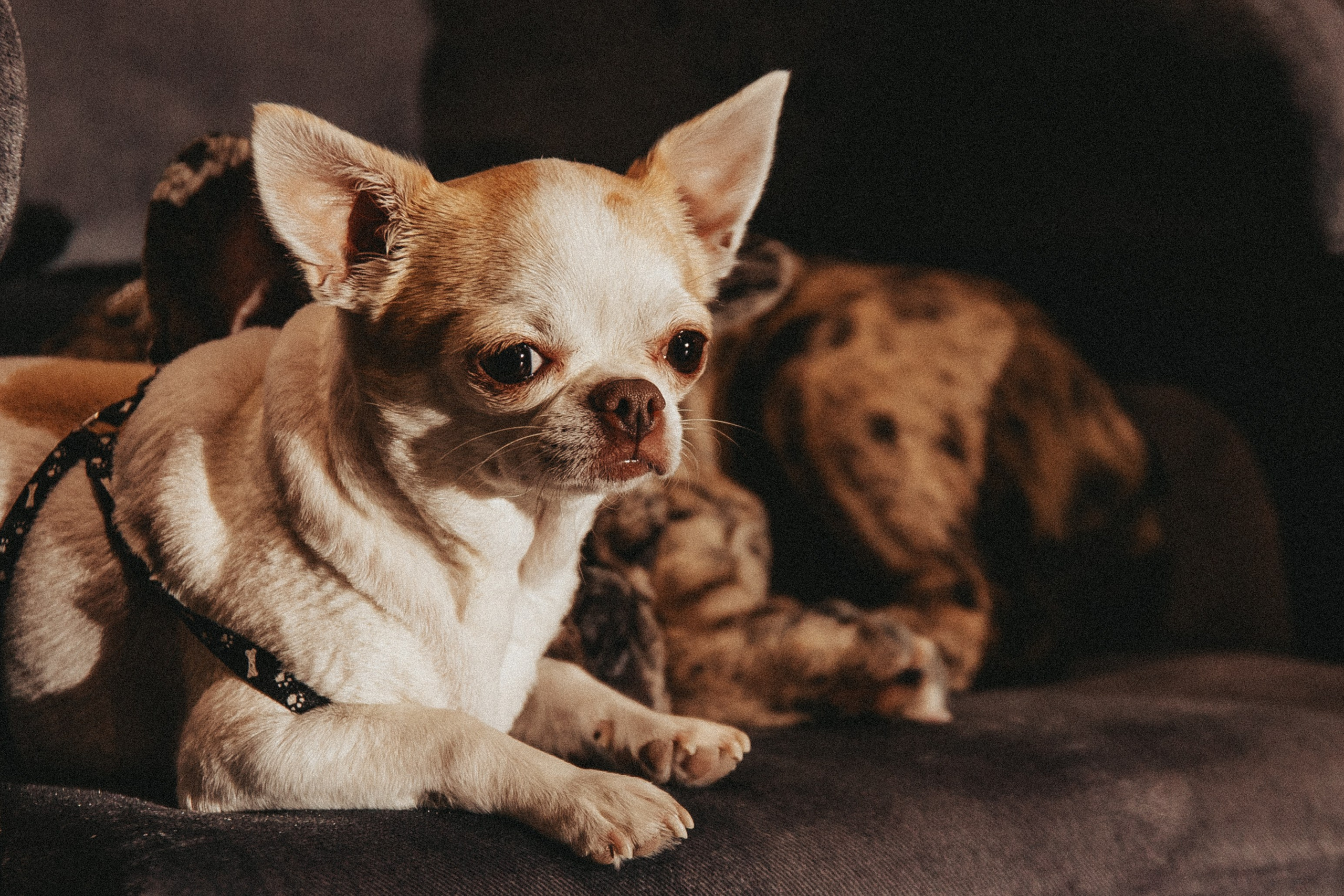 Бекстейдж фестиваля «Таврида 2024». Izotoff Photographer