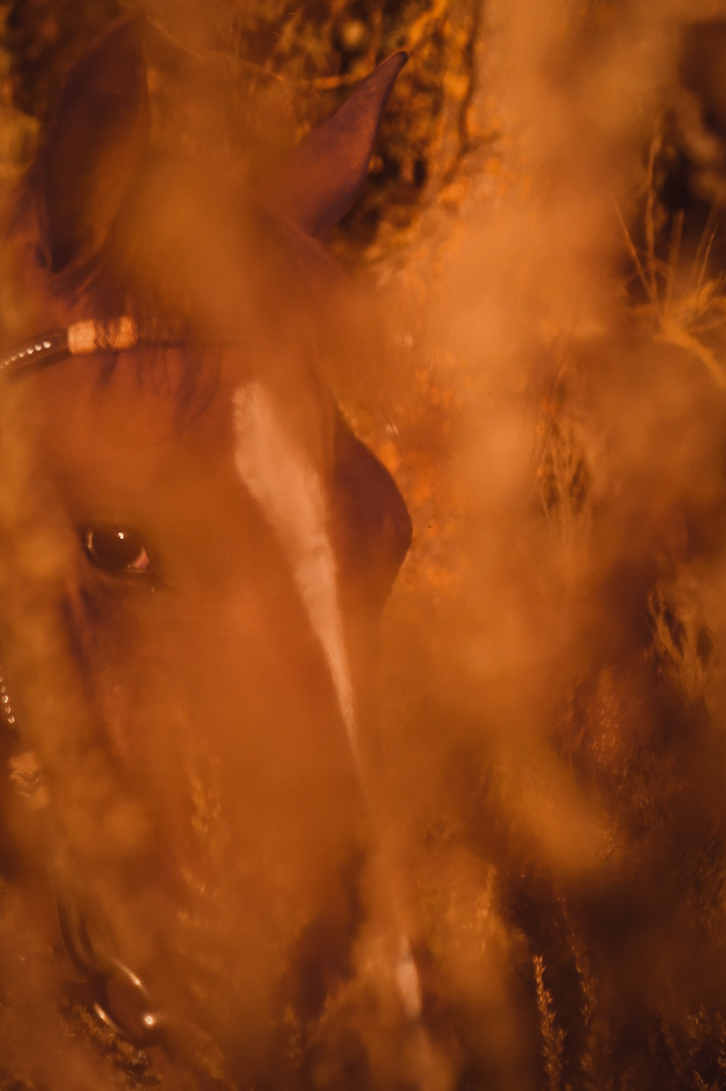 Творчество. Фотосессии и репортаж — Фотограф в Москве — Рина Серёгина