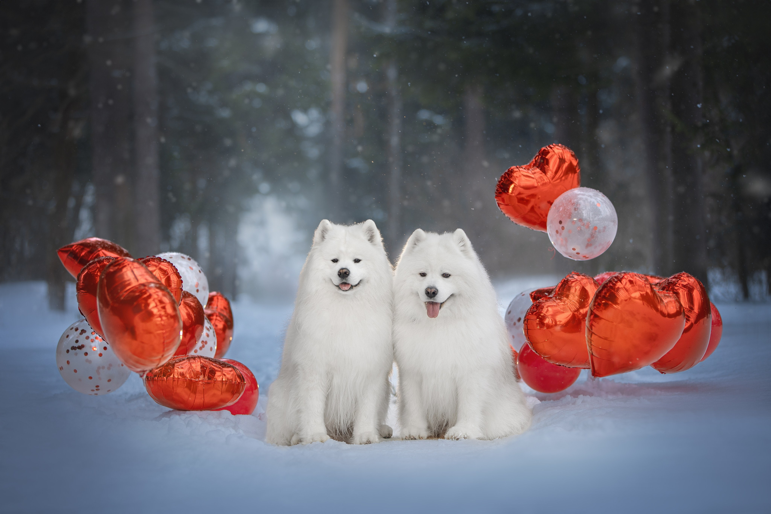 Самоедские мальчишки. Фотограф анималист в Москве Майорова Евгения