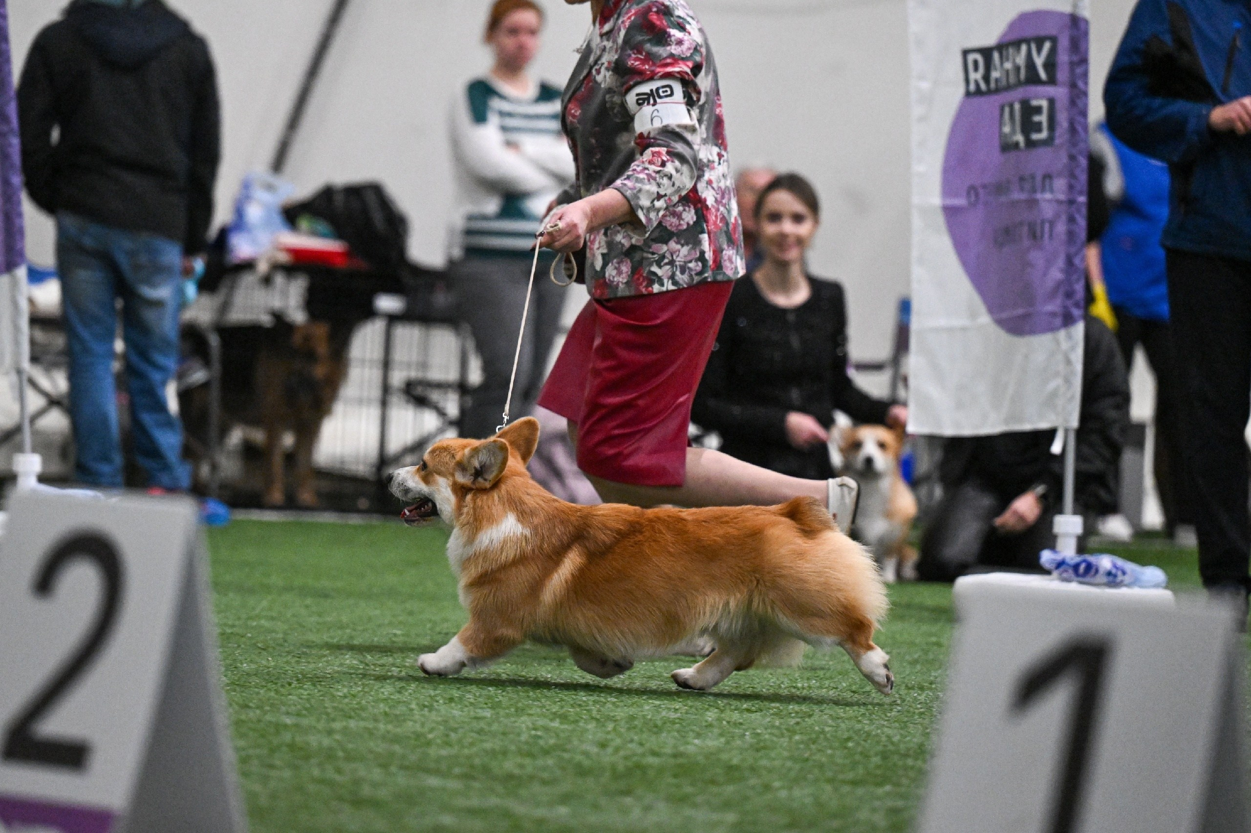 Щенки вельш корги пемброк из питомника. Питомник собак Акита, Хаски, Корги