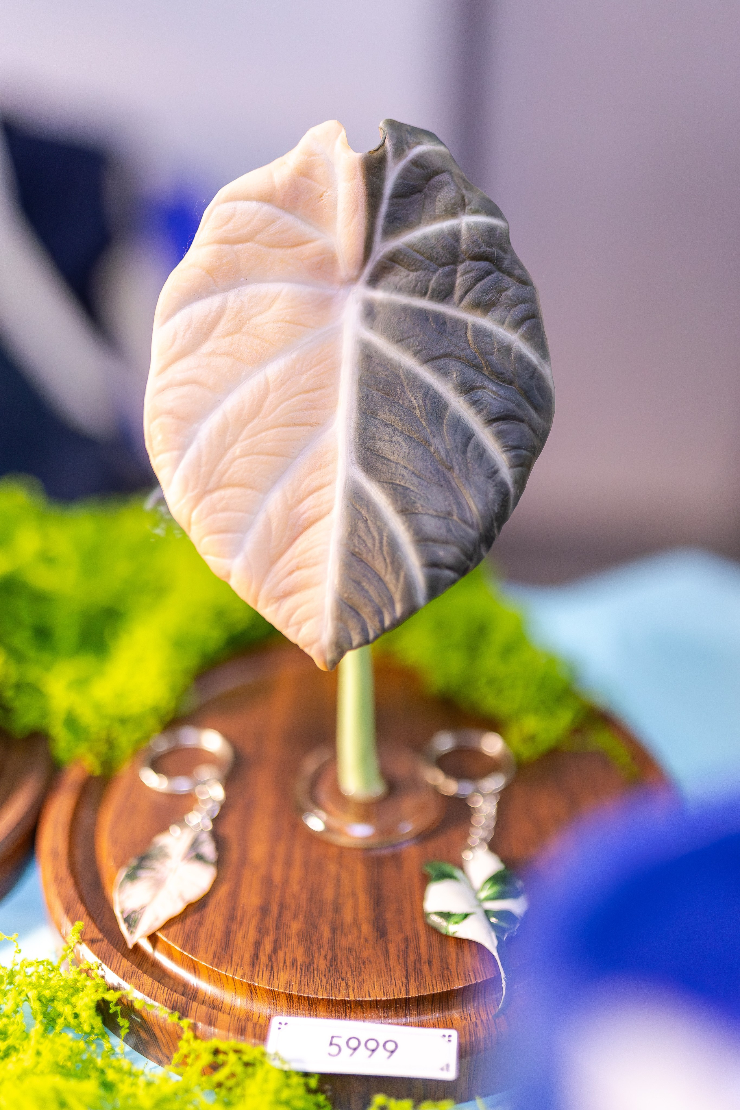 Монстериум апрель 2026. Александра Куликова фотограф, Москва