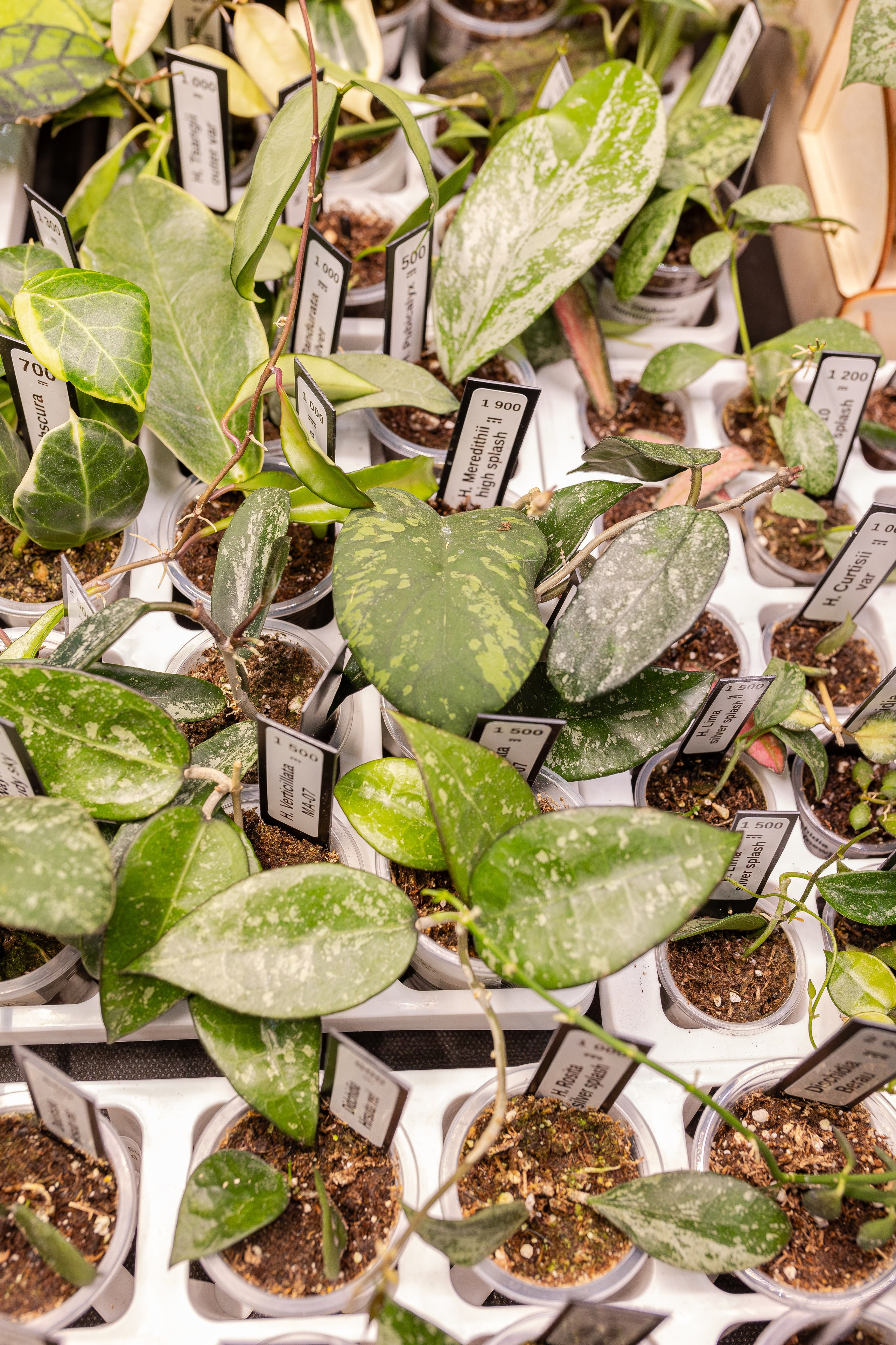 Монстериум апрель 2026. Александра Куликова фотограф, Москва