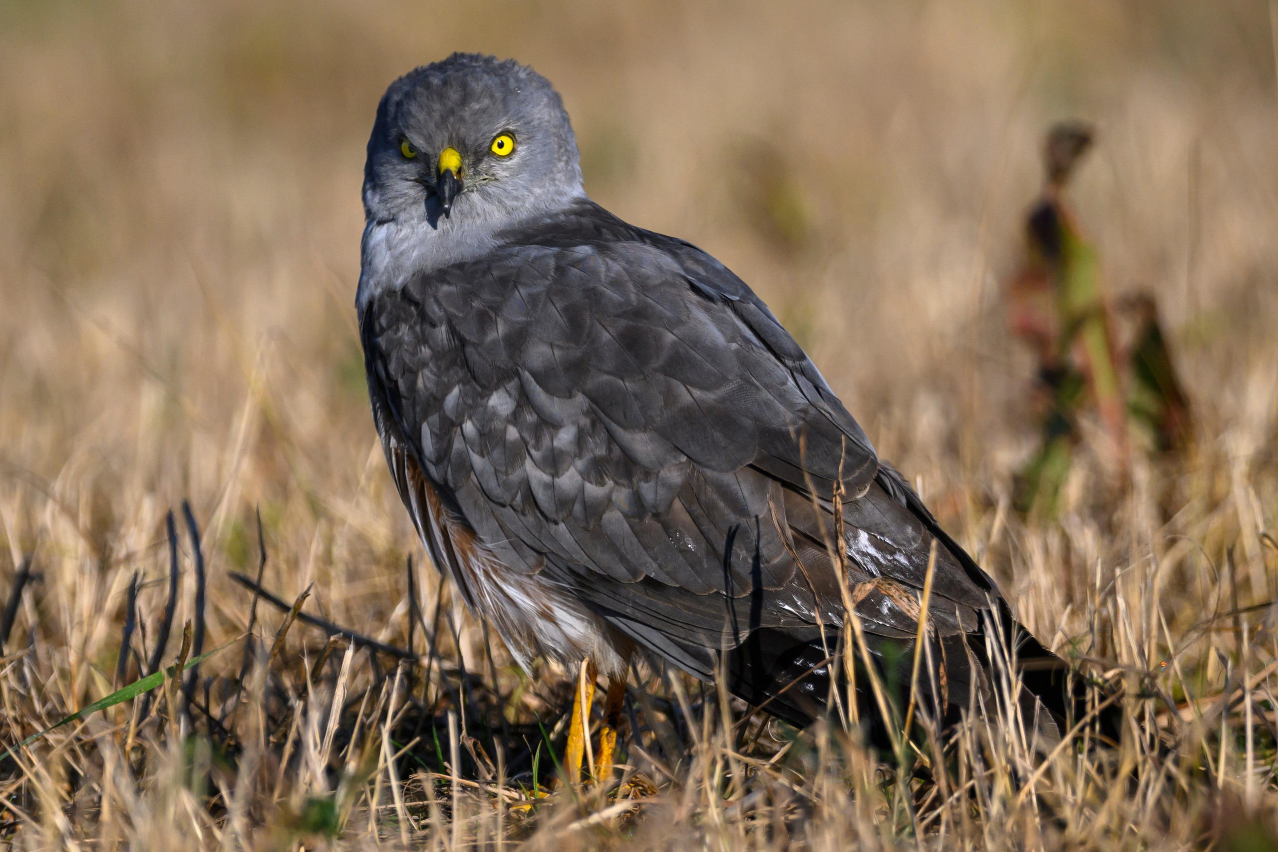 Луни. Wildlife photography by Sergey Puponin
