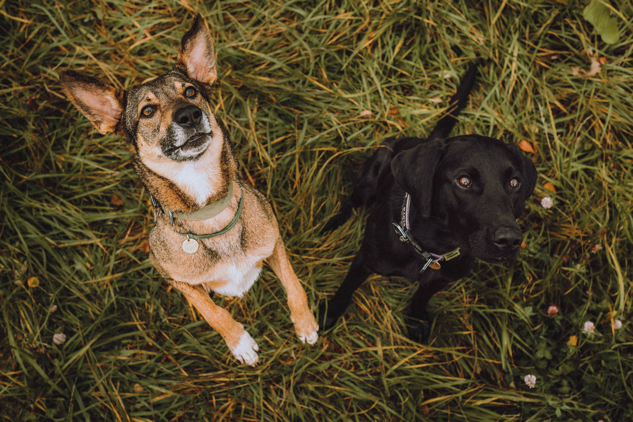 Аня, Нео и Луна