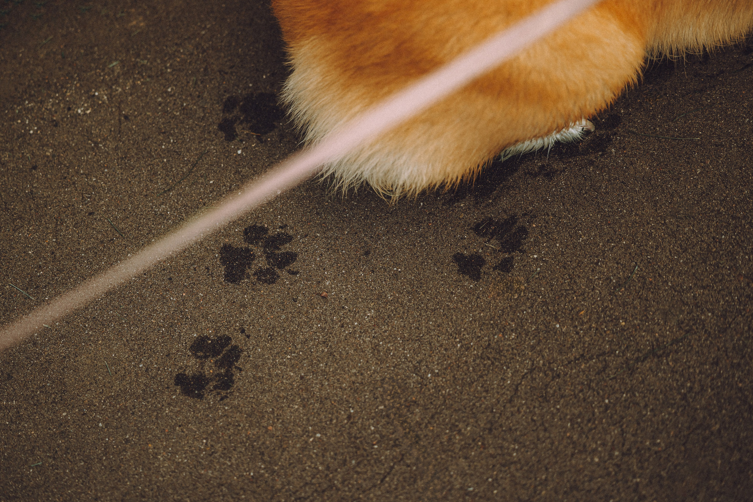 Пуговка и ее семья