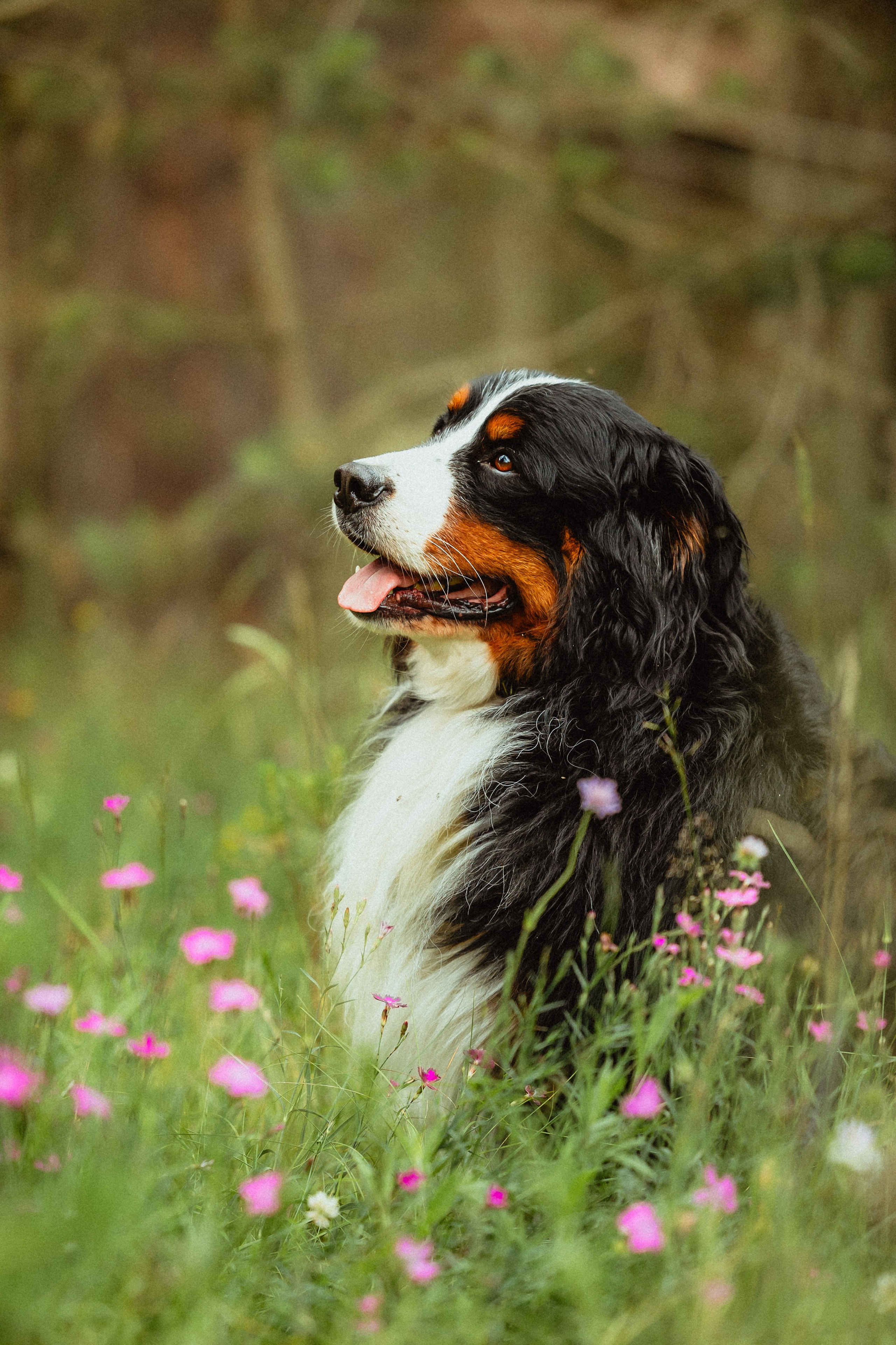 Выездной дог-тренинг от школы «Шерсть имею»