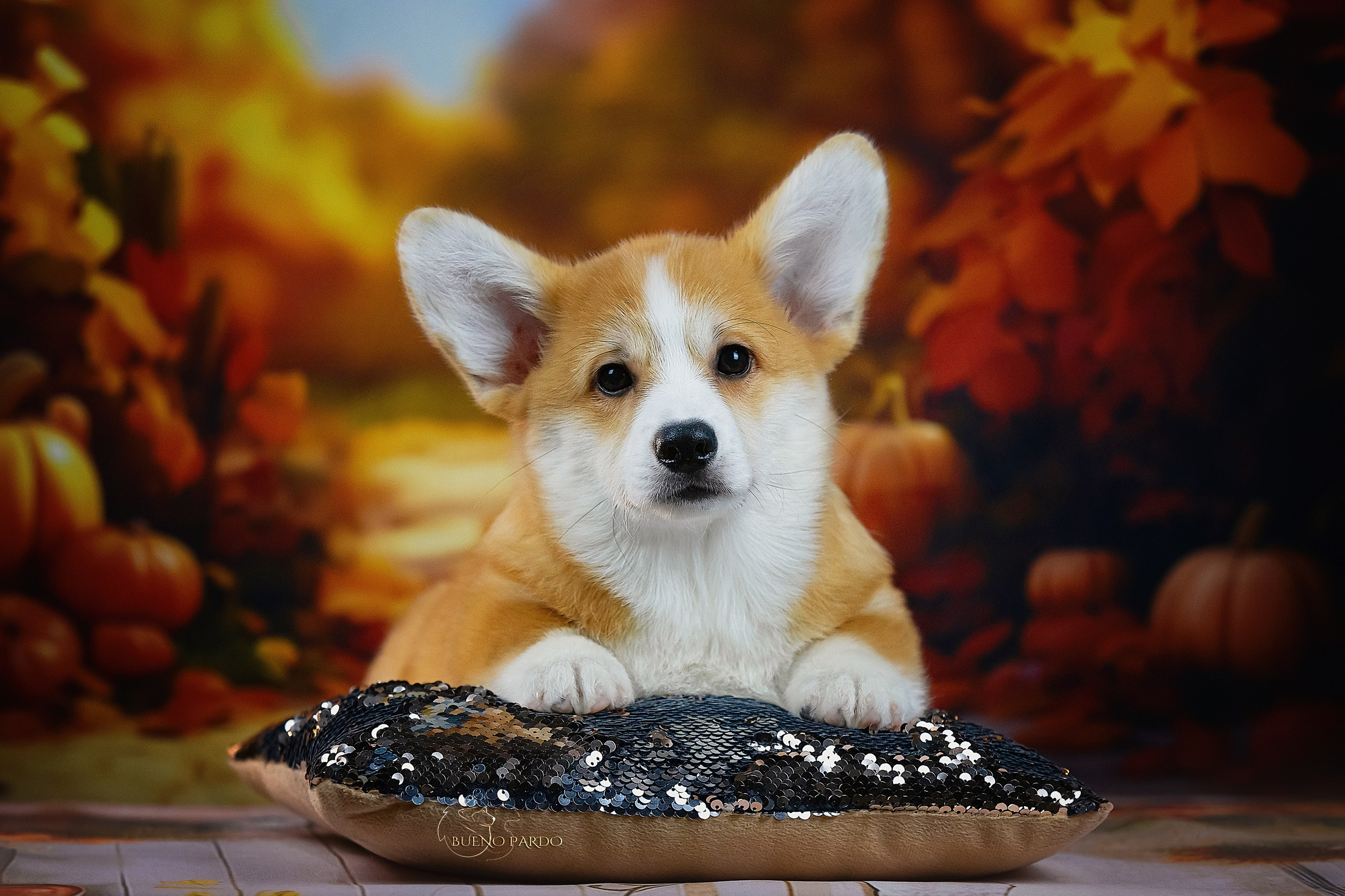 А — Кола и Цесей. Kawaii Kuma питомник собак пород Корги пемброк, Акита ину, Сиба