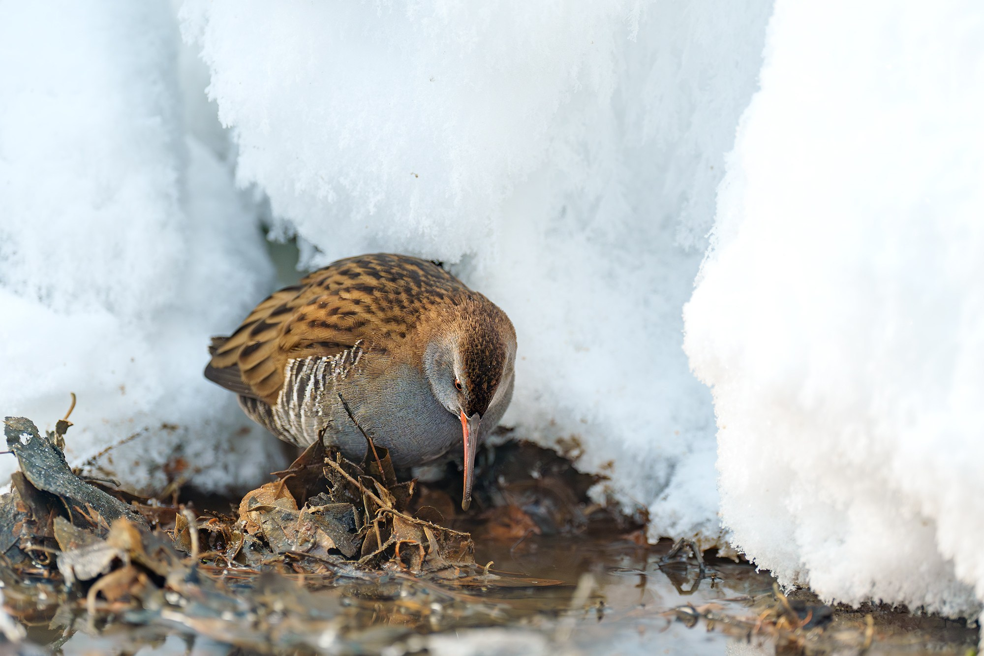 Удивительные мир птиц. Вокруг нас столько прекрасного — присмотритесь!. Ваш личный фотограф Марина Волкова