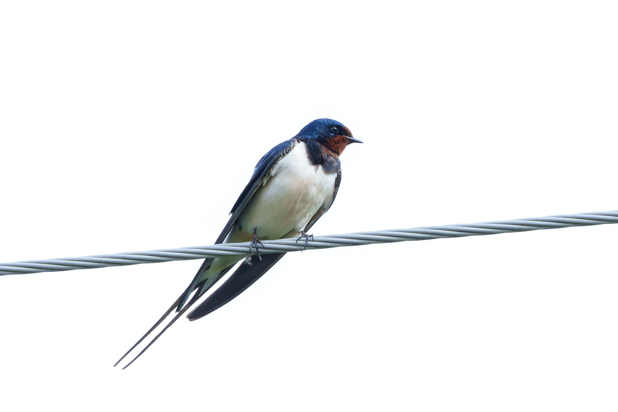 Удивительные мир птиц. Вокруг нас столько прекрасного — присмотритесь!. Ваш личный фотограф Марина Волкова