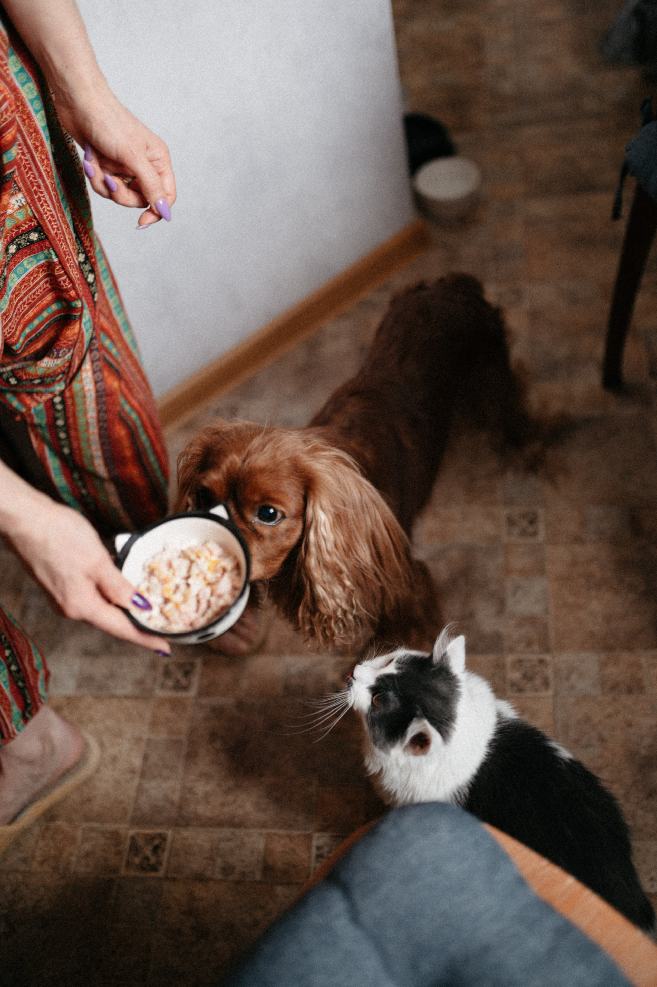 Оля и её меховая банда. Фотограф анималист в Москве Ольга Агушева