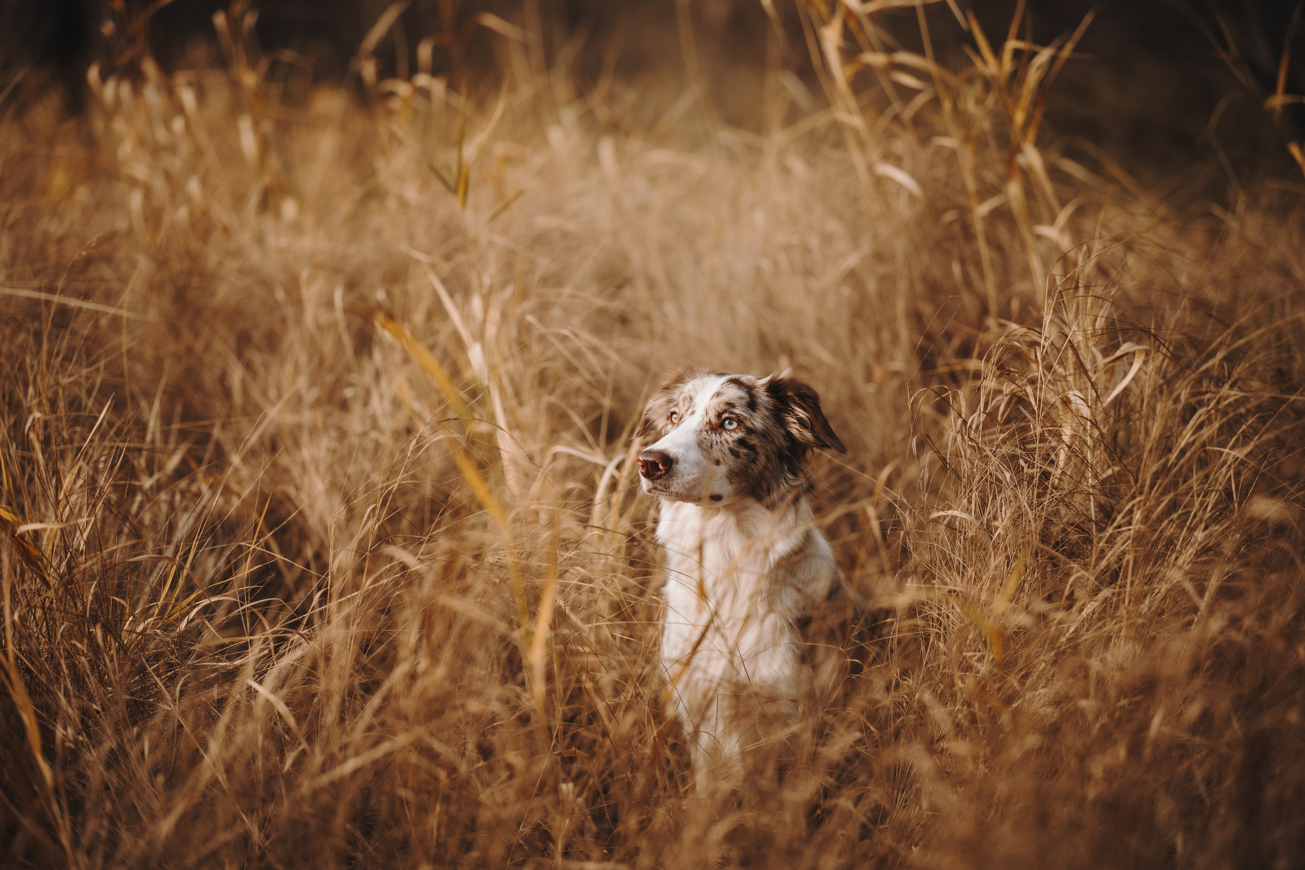 Настя, Максим, Орео и Норд. Семейный фотограф анималист Ананьева Мария — Москва