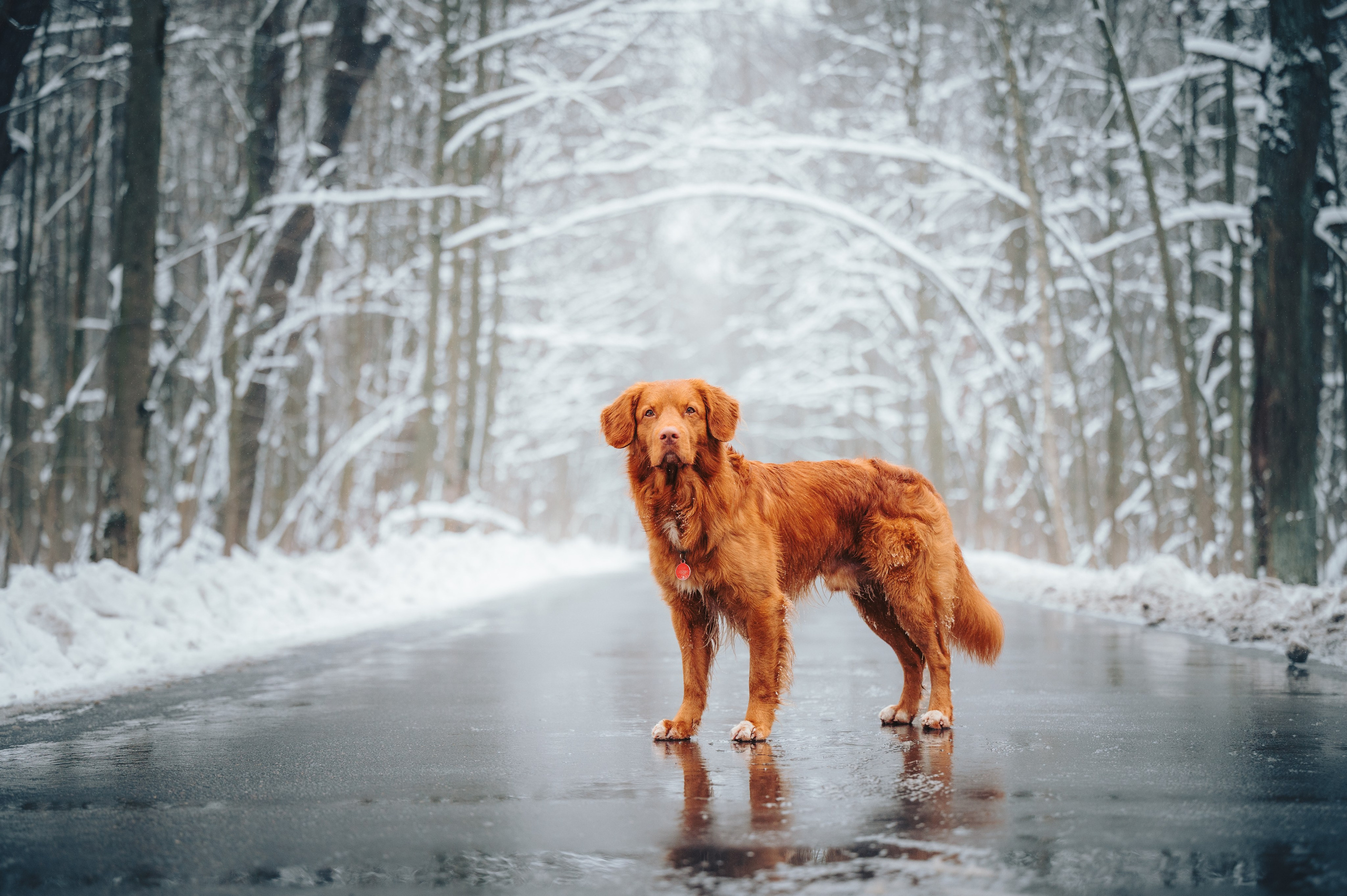 Наташа и Бубел. Семейный фотограф анималист Ананьева Мария — Москва