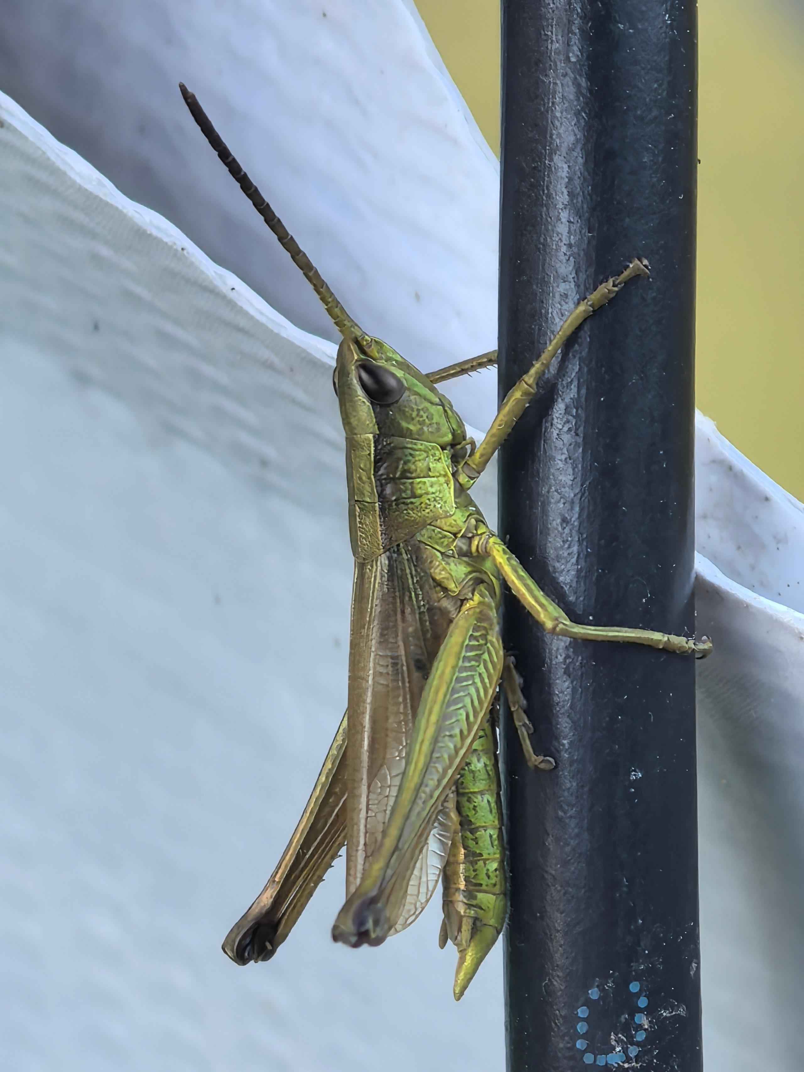 ПочтиМАКРО. Школьные выпускные альбомы в Москве Марина Николаева