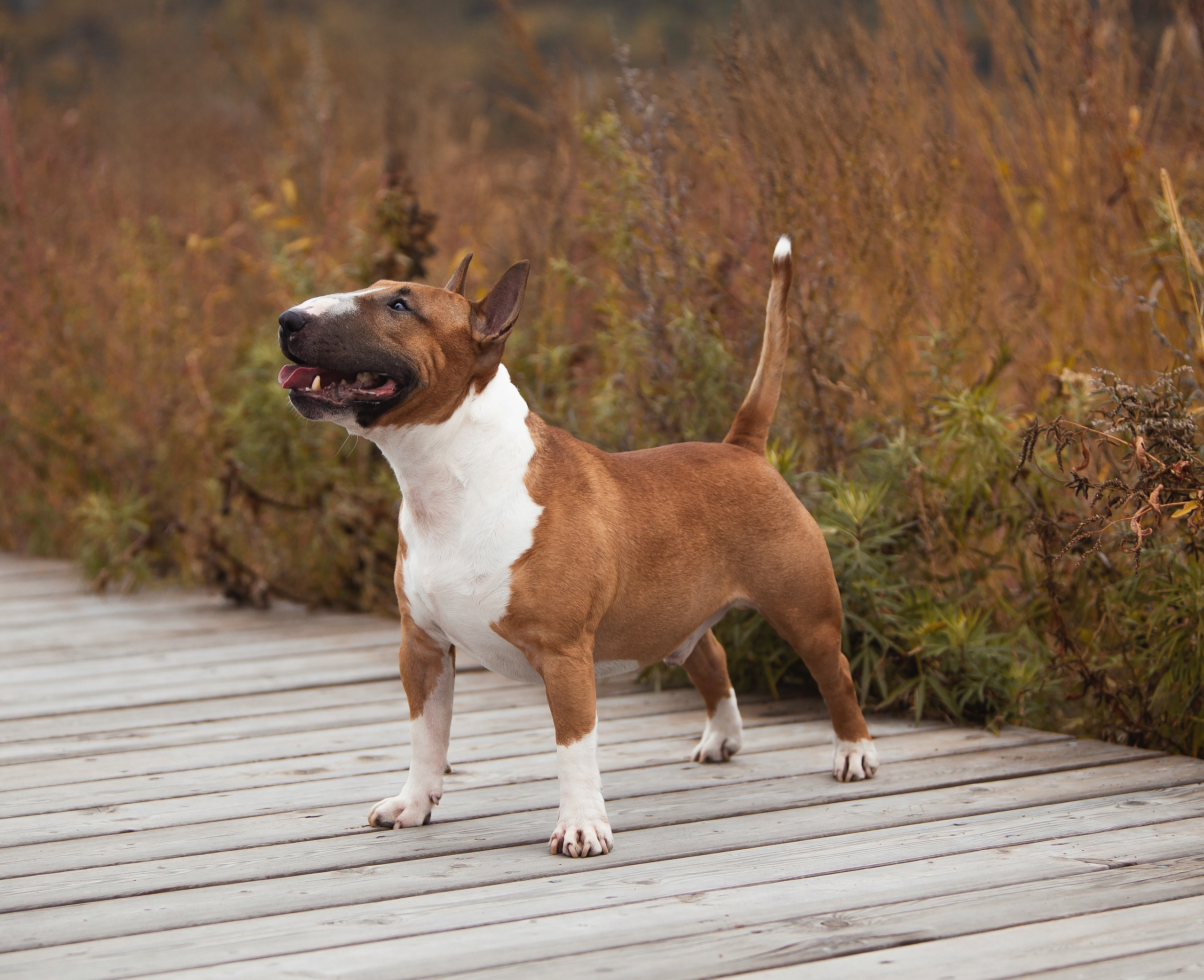 Экстерьерная Съёмка. Семейный фотограф анималист г. Находка