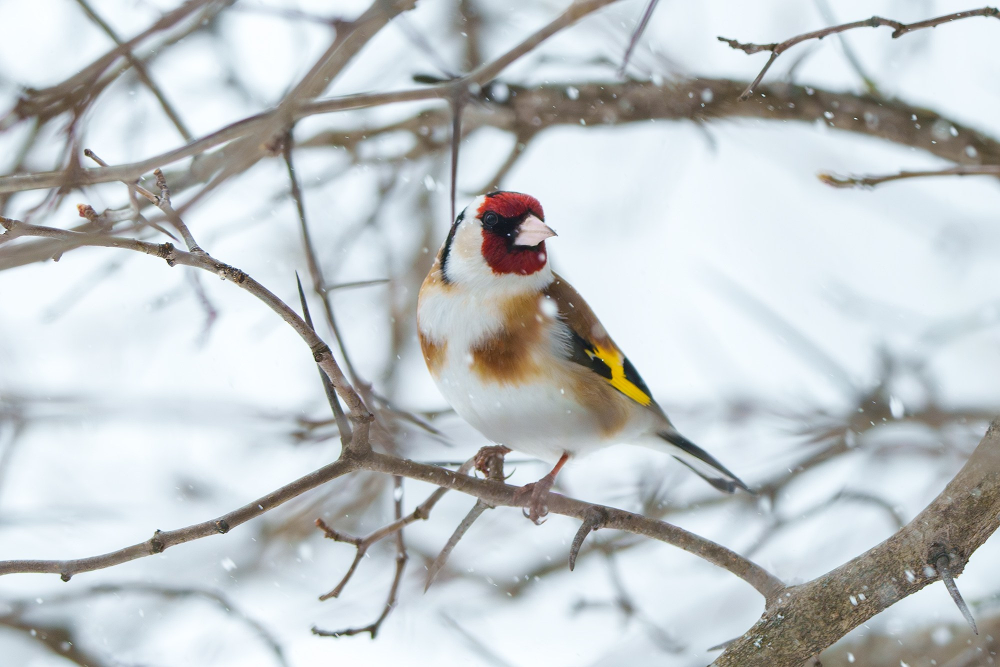 Удивительные мир птиц. Вокруг нас столько прекрасного — присмотритесь!. Ваш личный фотограф Марина Волкова
