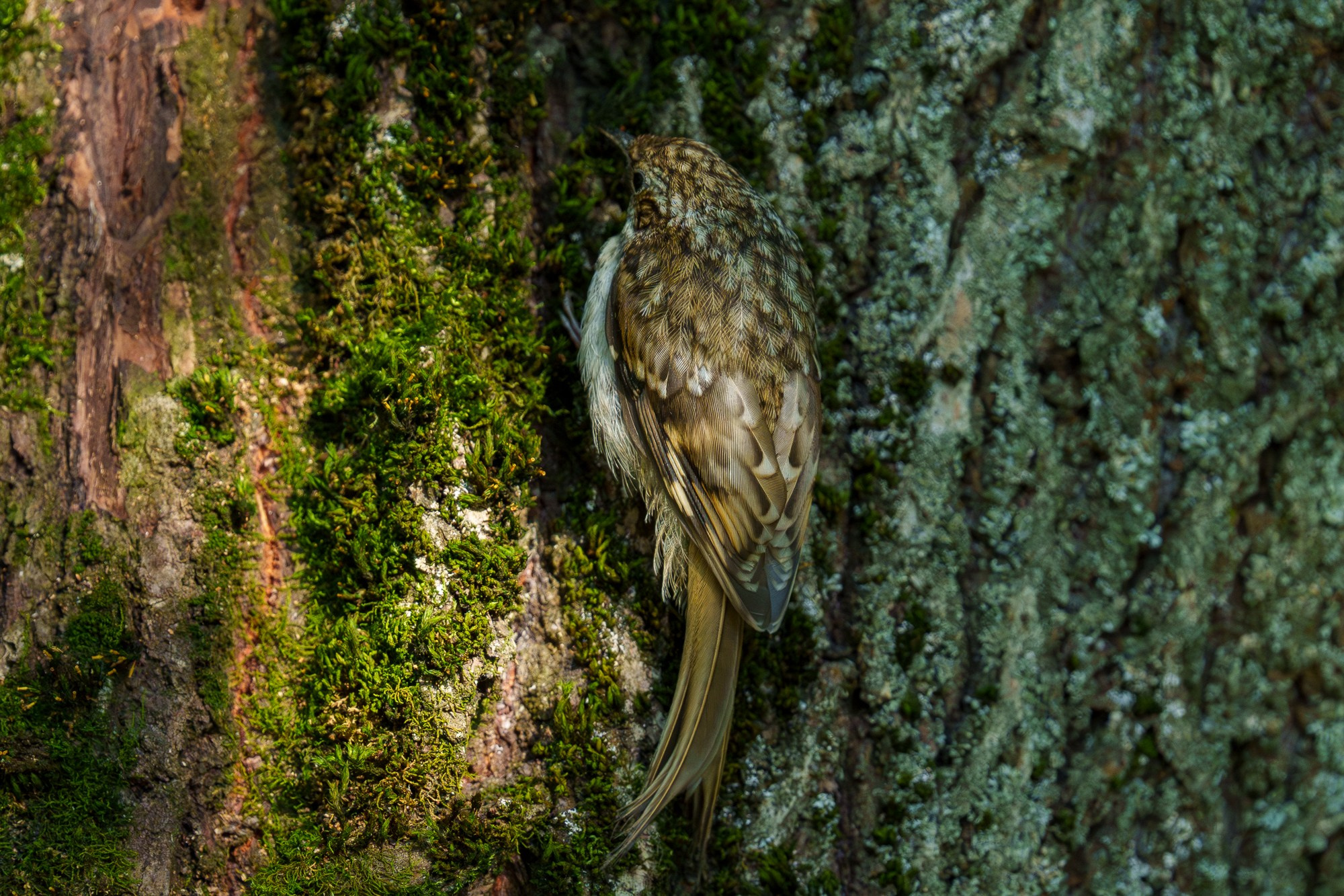 Удивительные мир птиц. Вокруг нас столько прекрасного — присмотритесь!. Ваш личный фотограф Марина Волкова