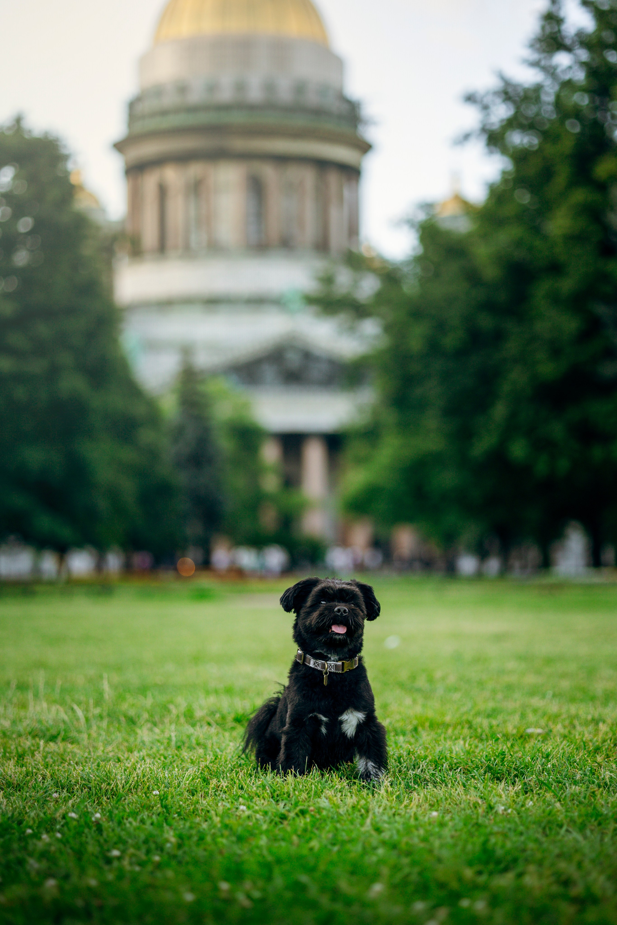 Даша и Борис. Фотограф — Анималист | Санкт-Петербург
