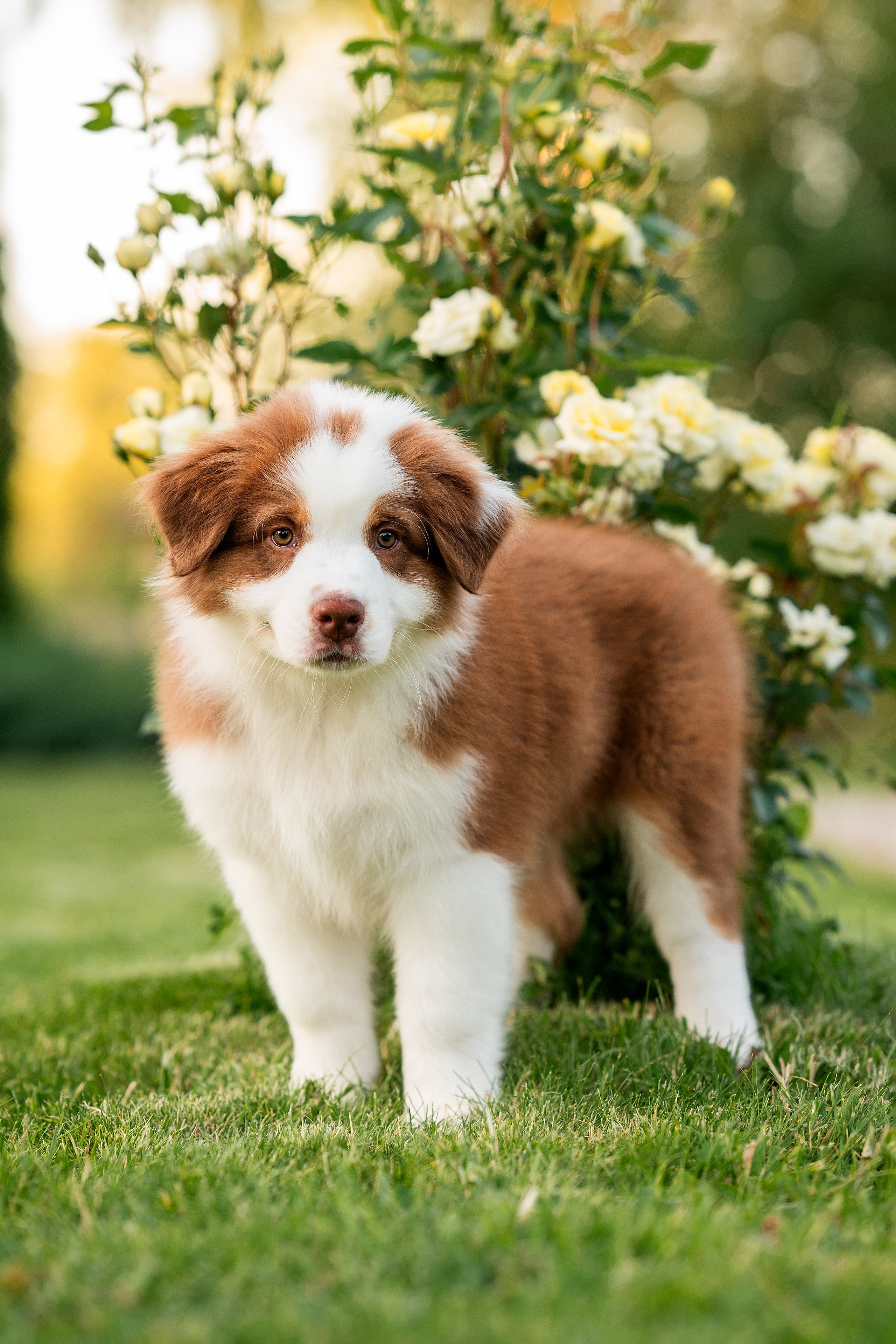 Заводчик Елизавета Степанова. Творческий фотограф Вологда