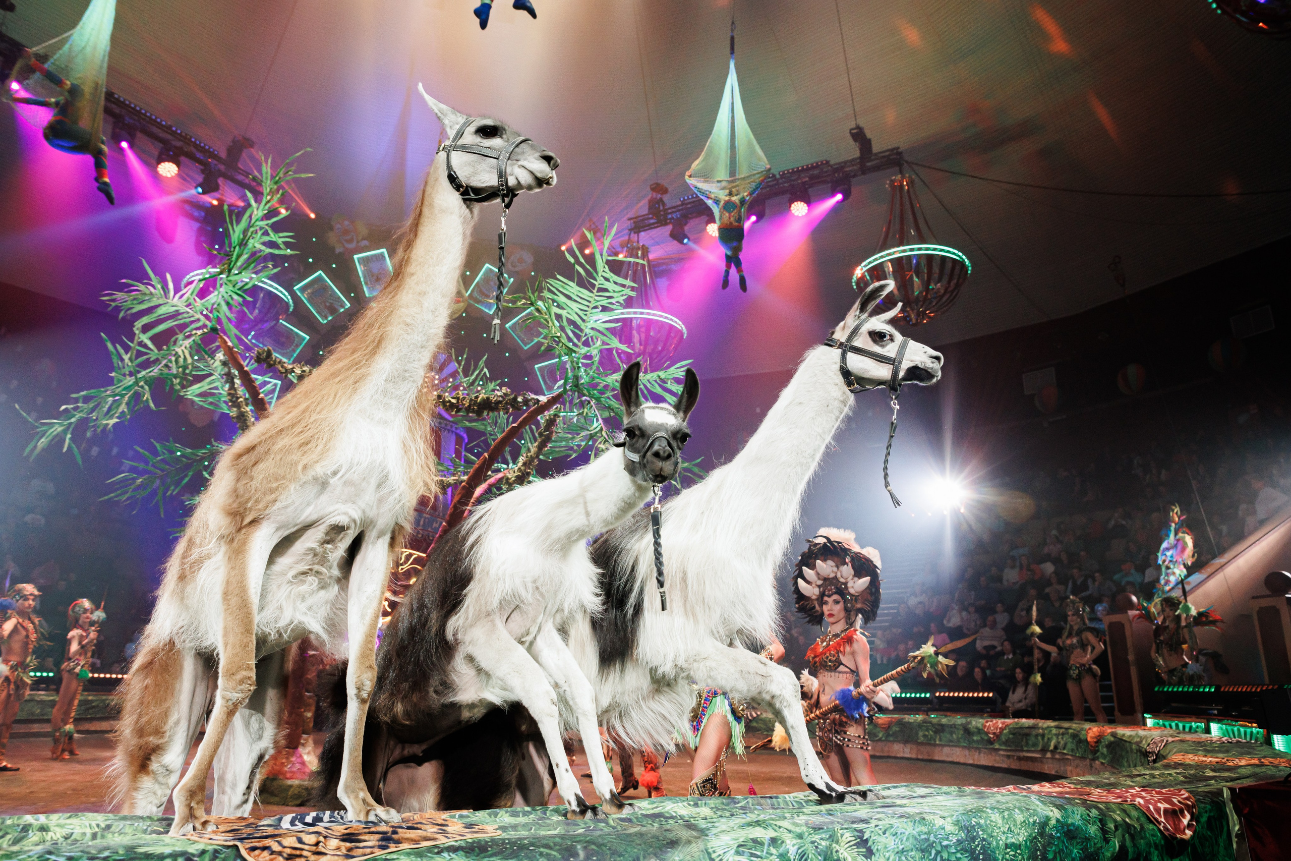 BURLESQUE. Андрей Черёмушкин | Репортажный Фотограф в Хабаровске