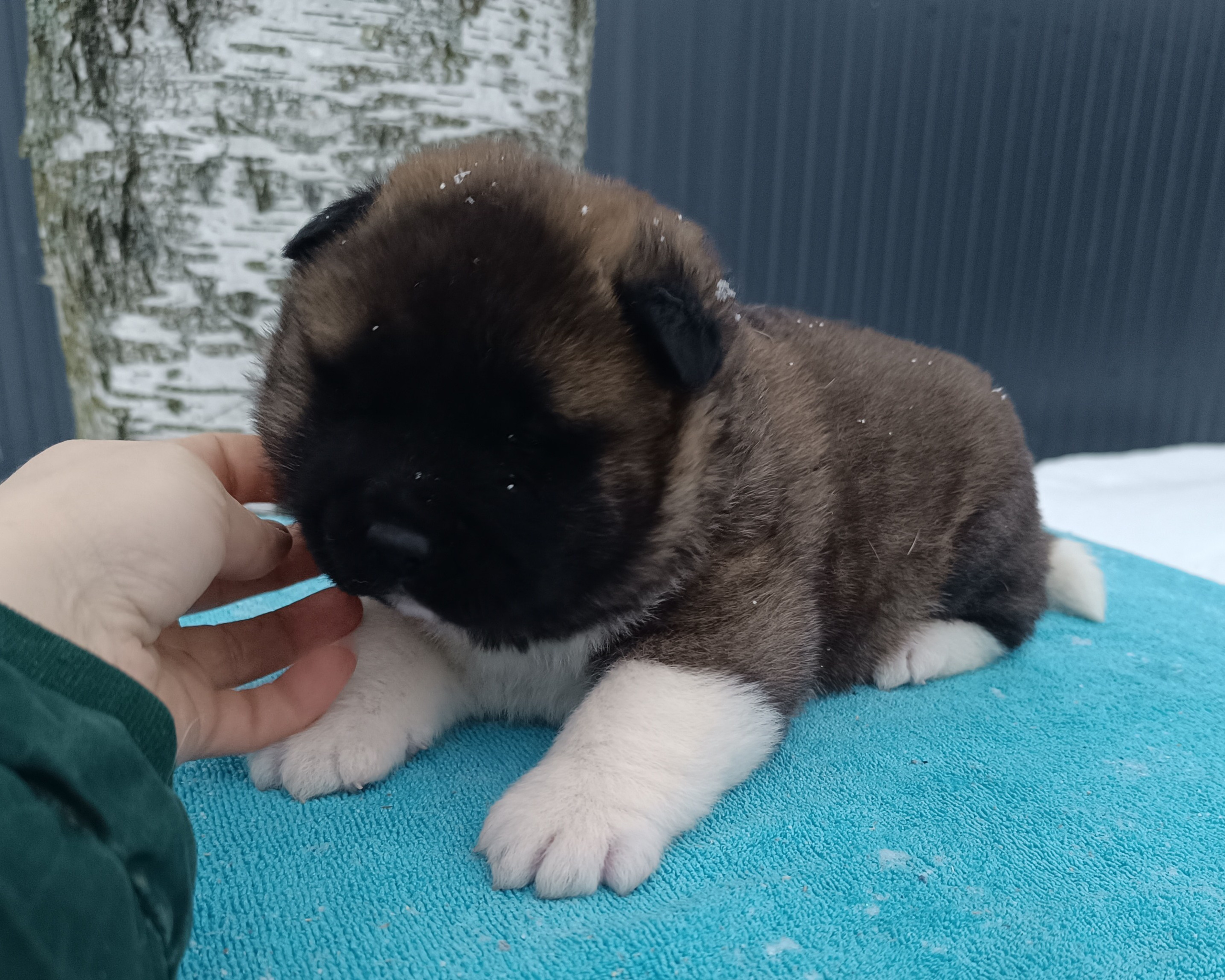 Американская акита  щенки питомник Санкт-Петербург клубные щенки Американская акита питомник RUBYLIGHT Рубилайт купить щенка американской акиты