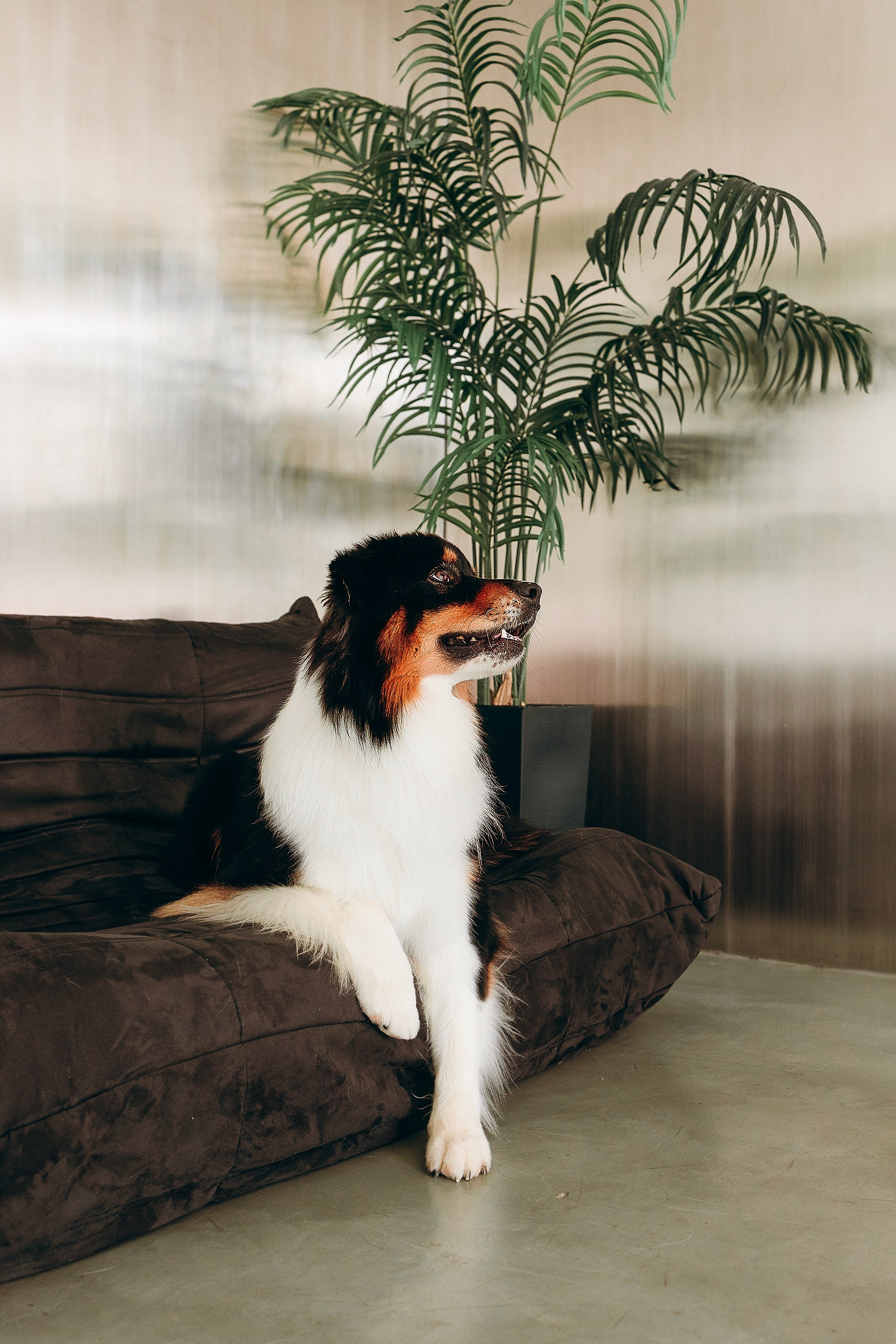 День рождения Рея. Фотограф. Фотограф-анималист. Москва