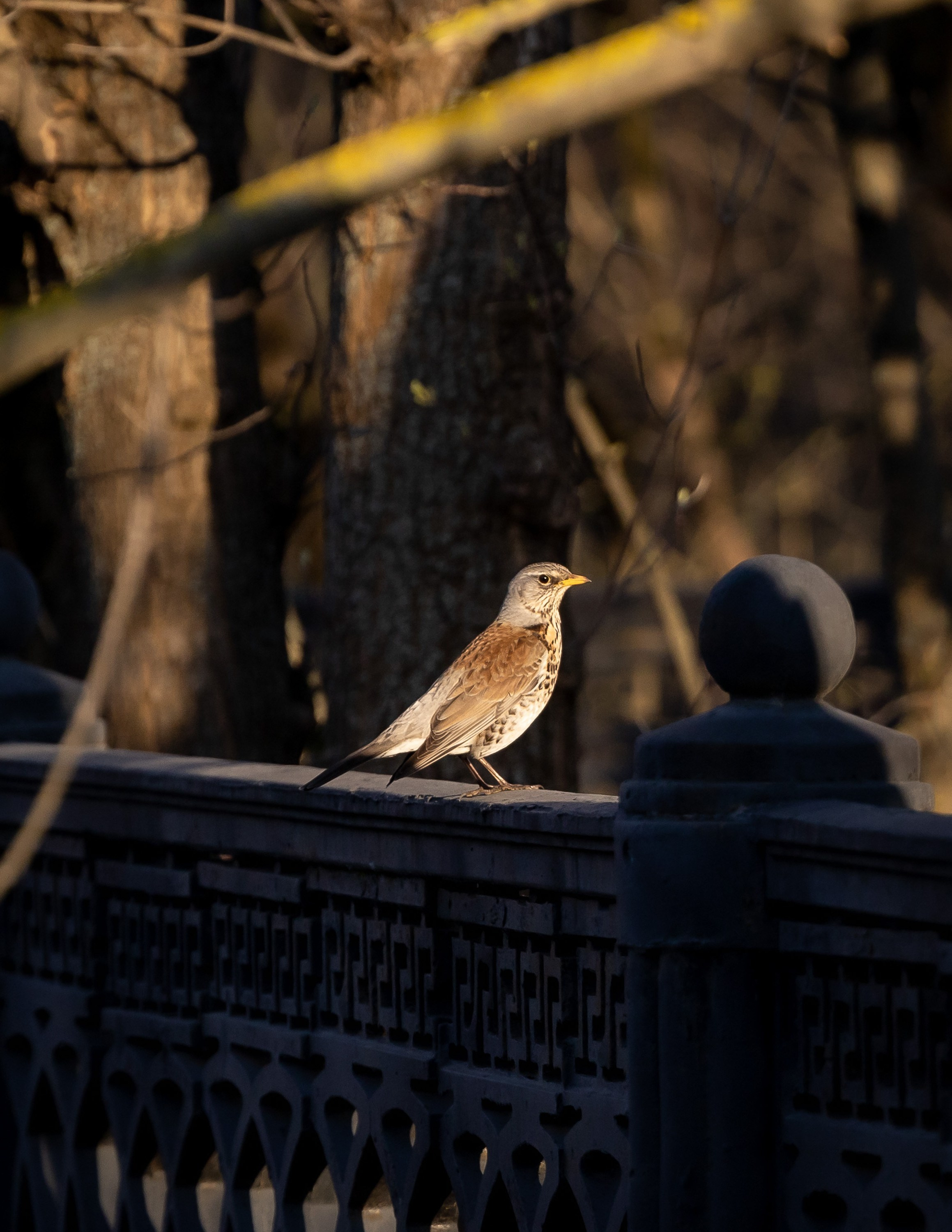 Птицы. Фотограф Владимир Охрименко