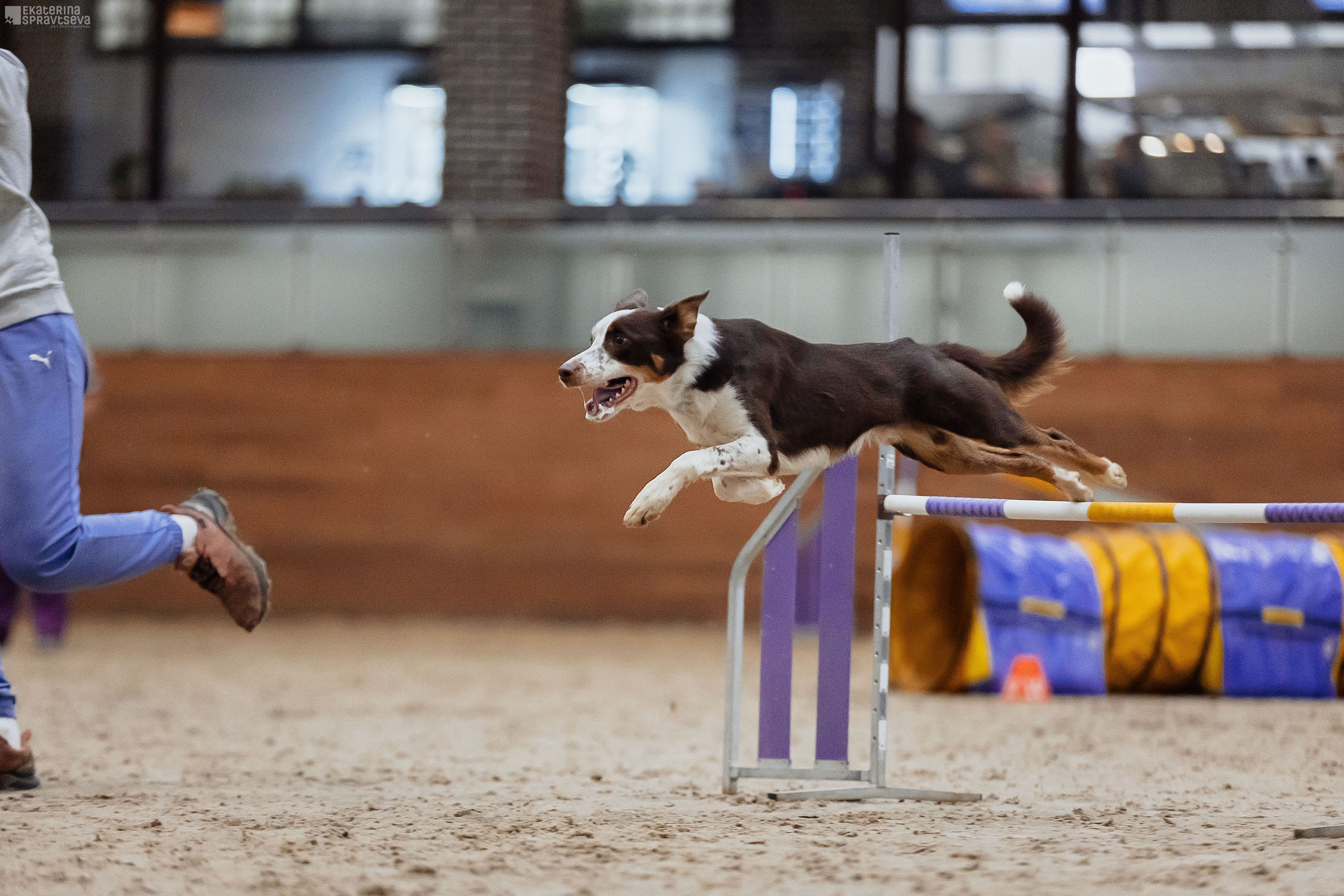ЧРКФ Аджилити в Максима. Фотограф Анималист Екатерина Справцева в Нижнем Новгороде