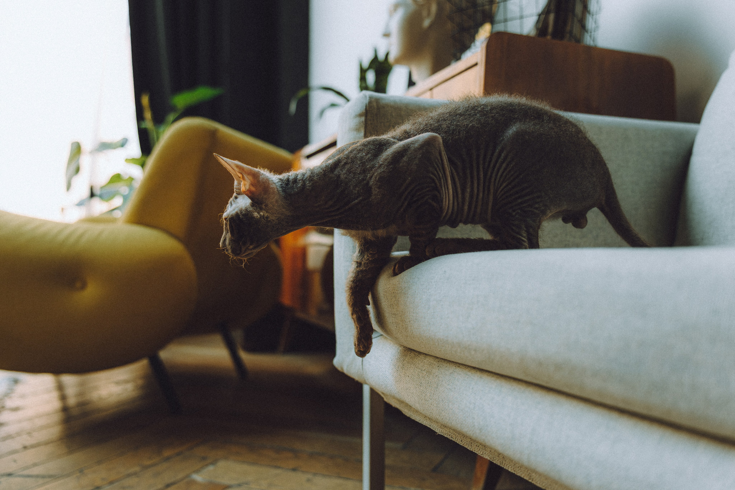 Кокос, Света, Динара и Вилли