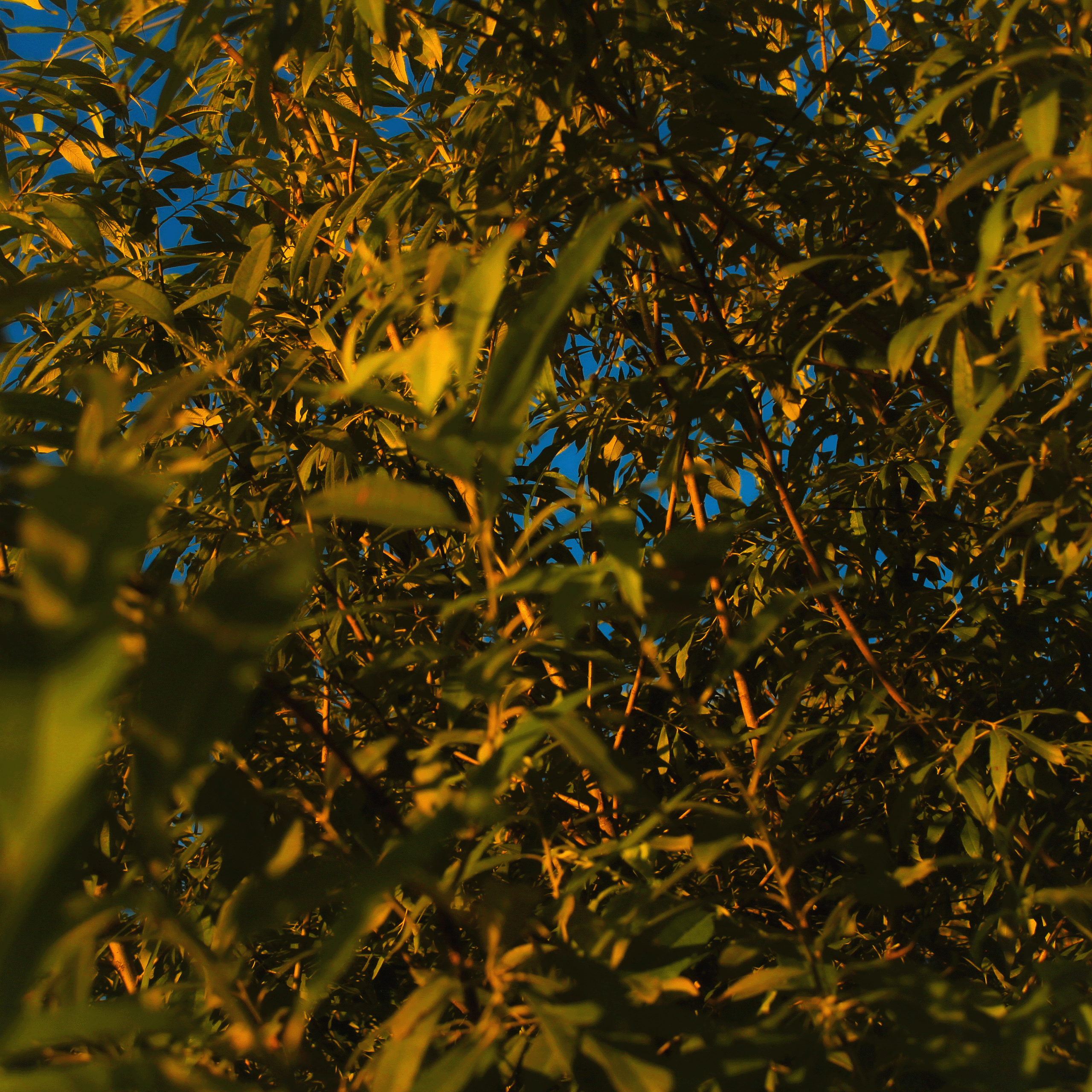 Summertime. Фотограф/дизайнер в Екатеринбурге Хитрый Дмитрий