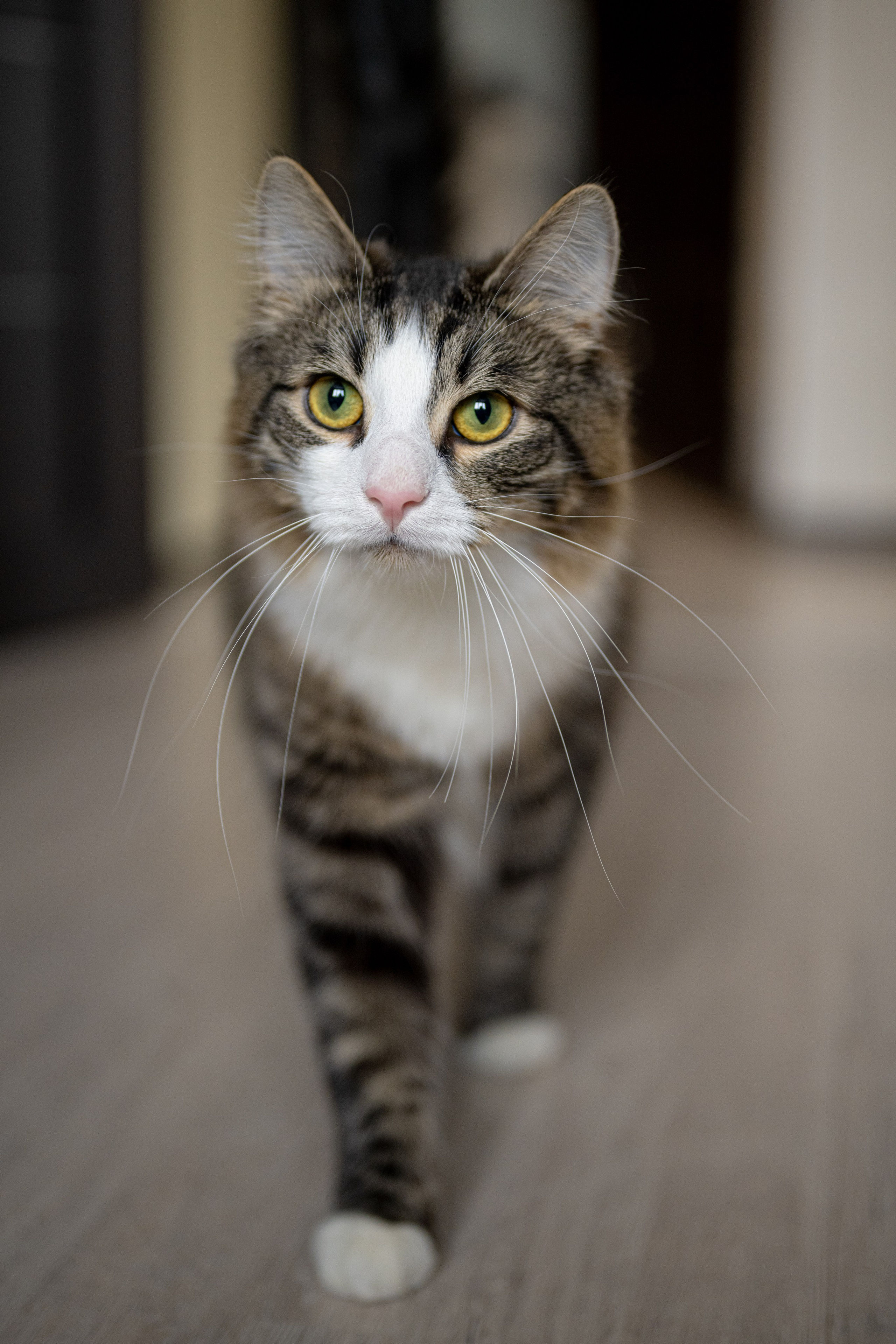 Портреты питомцев. Фотограф в Санкт-Петербурге Александра Ладыгина