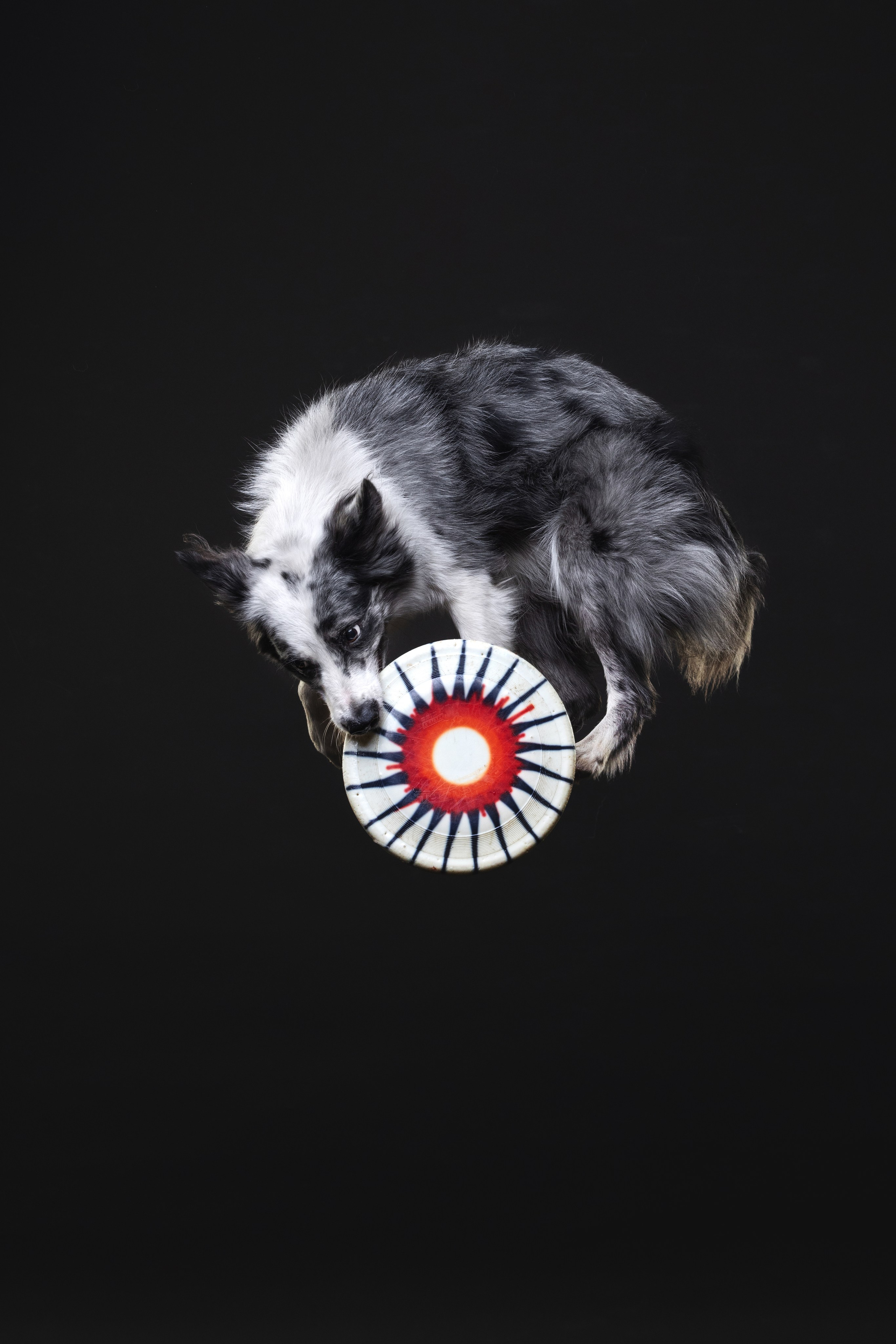 Бордер колли. Фотограф анималист Осипчикова Мария