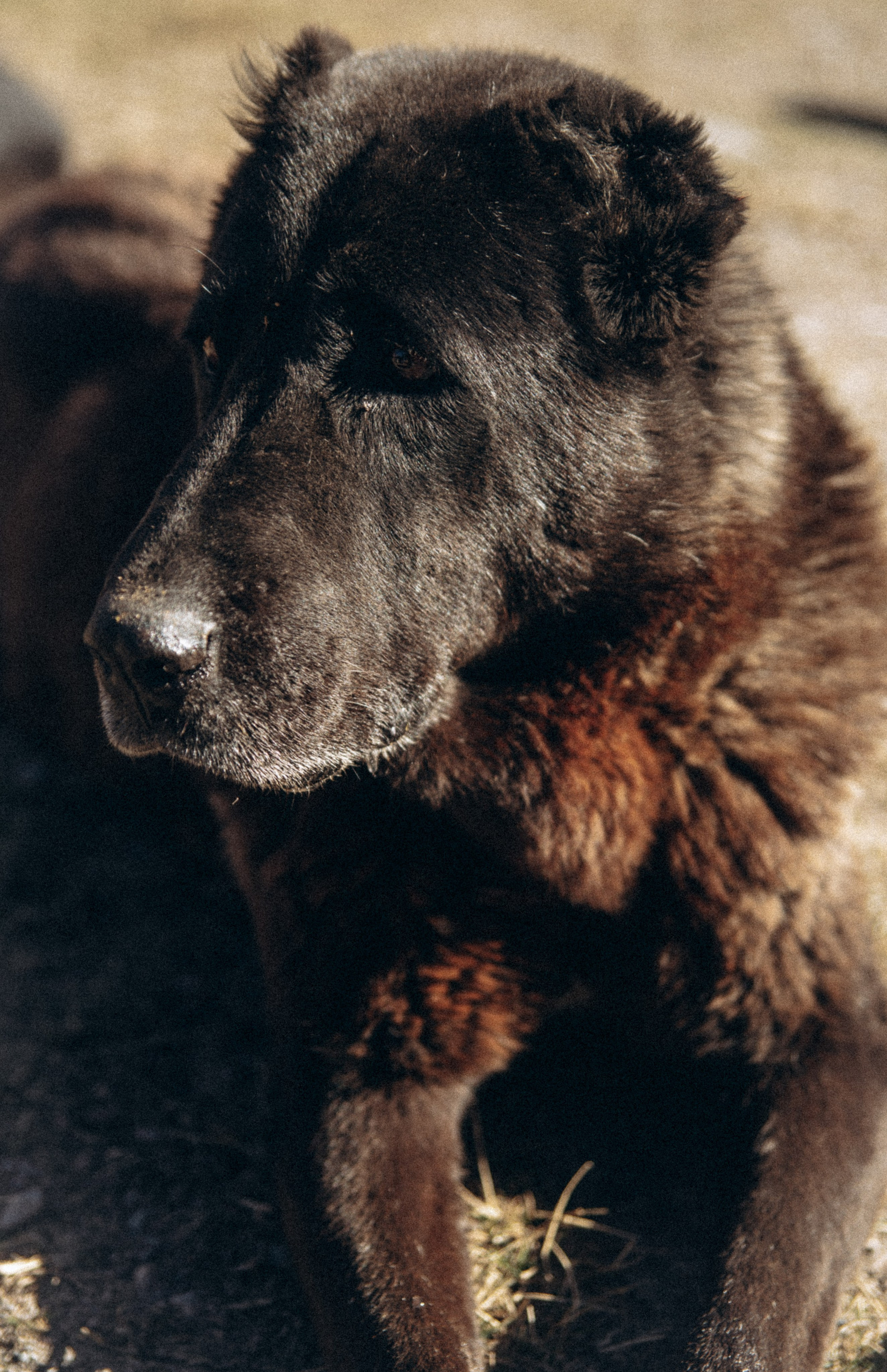 Долина Труссо, Грузия 🇬🇪 «PVD Club». Anita_photo