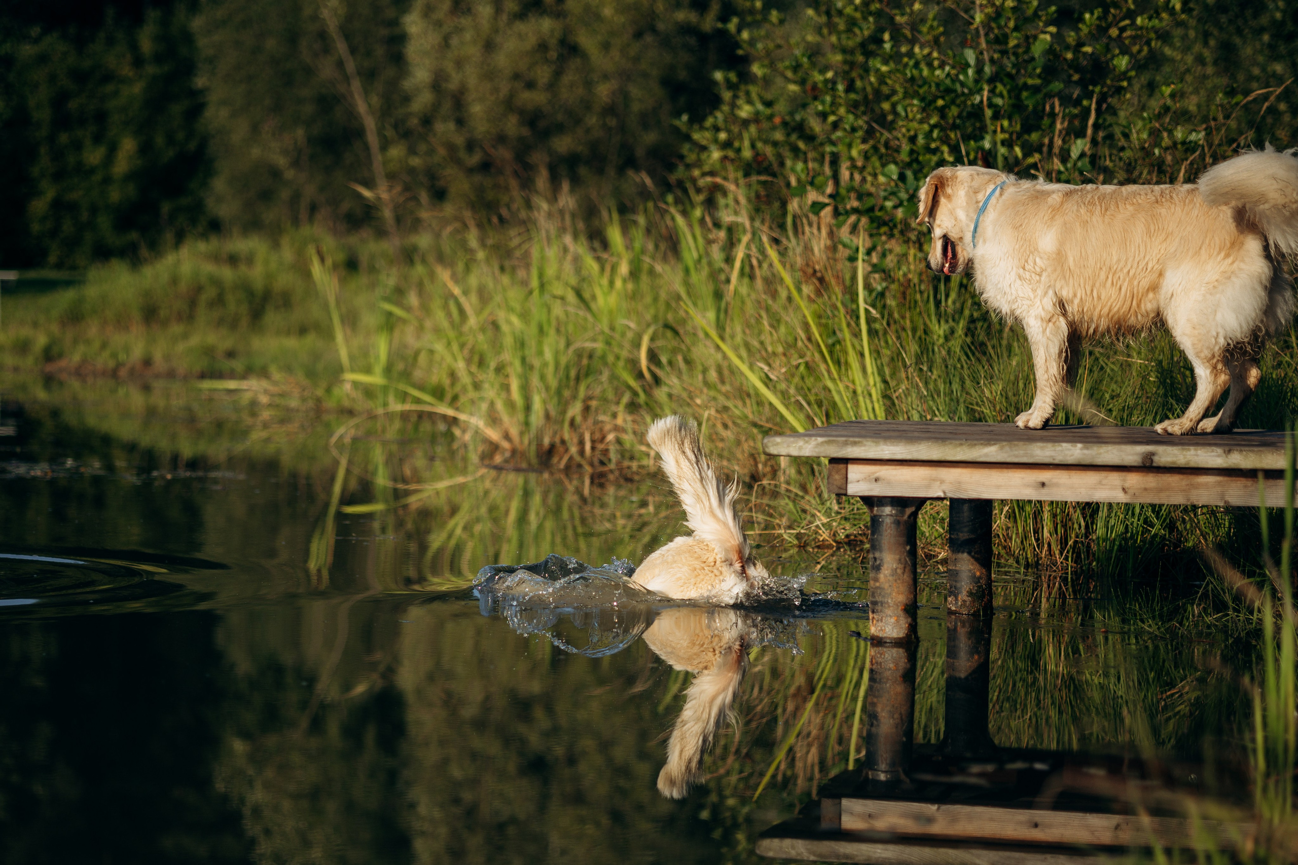 Ирина и ее золотинки. Фотограф — Анималист | Санкт-Петербург