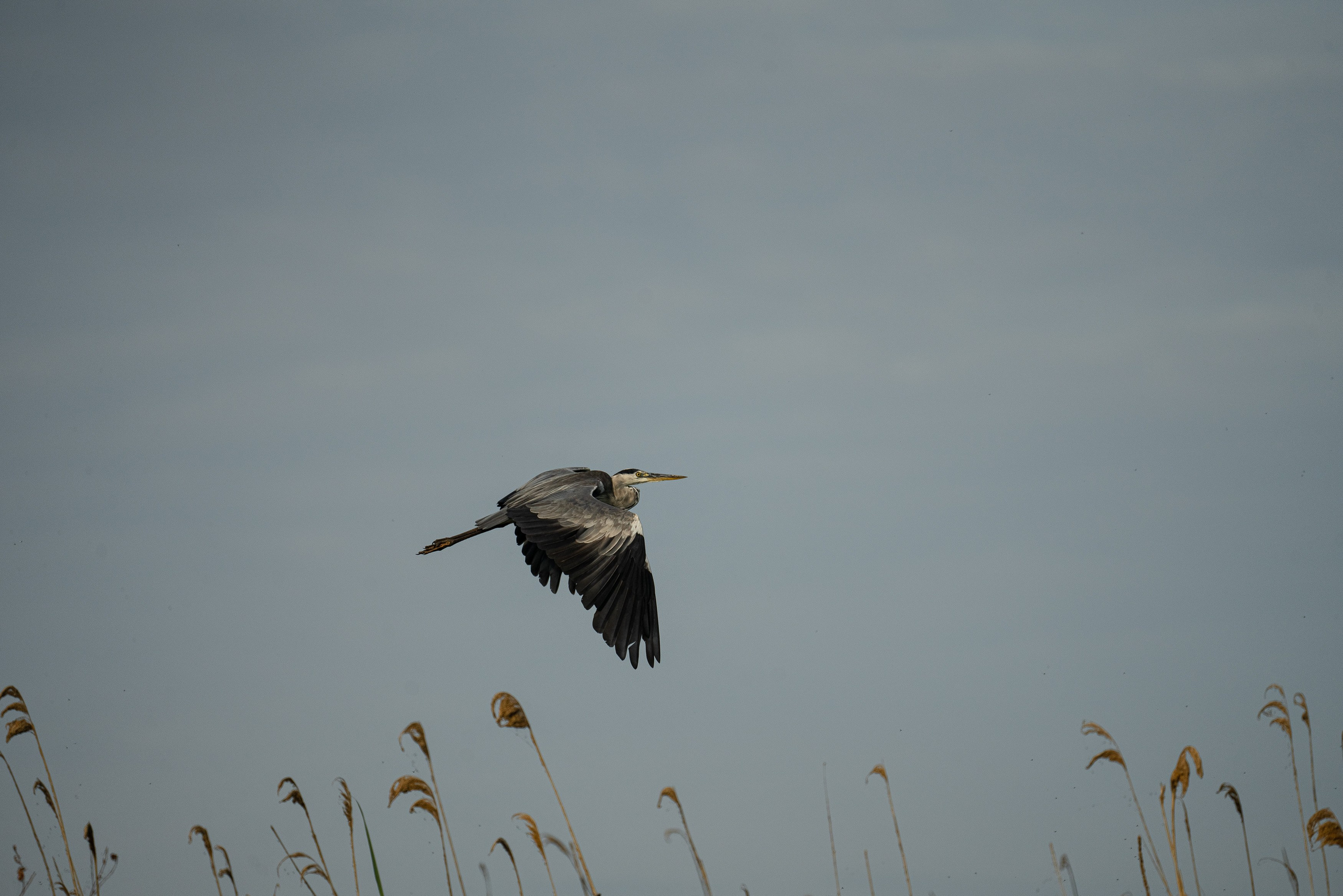 Золотые лотосы. Июль
